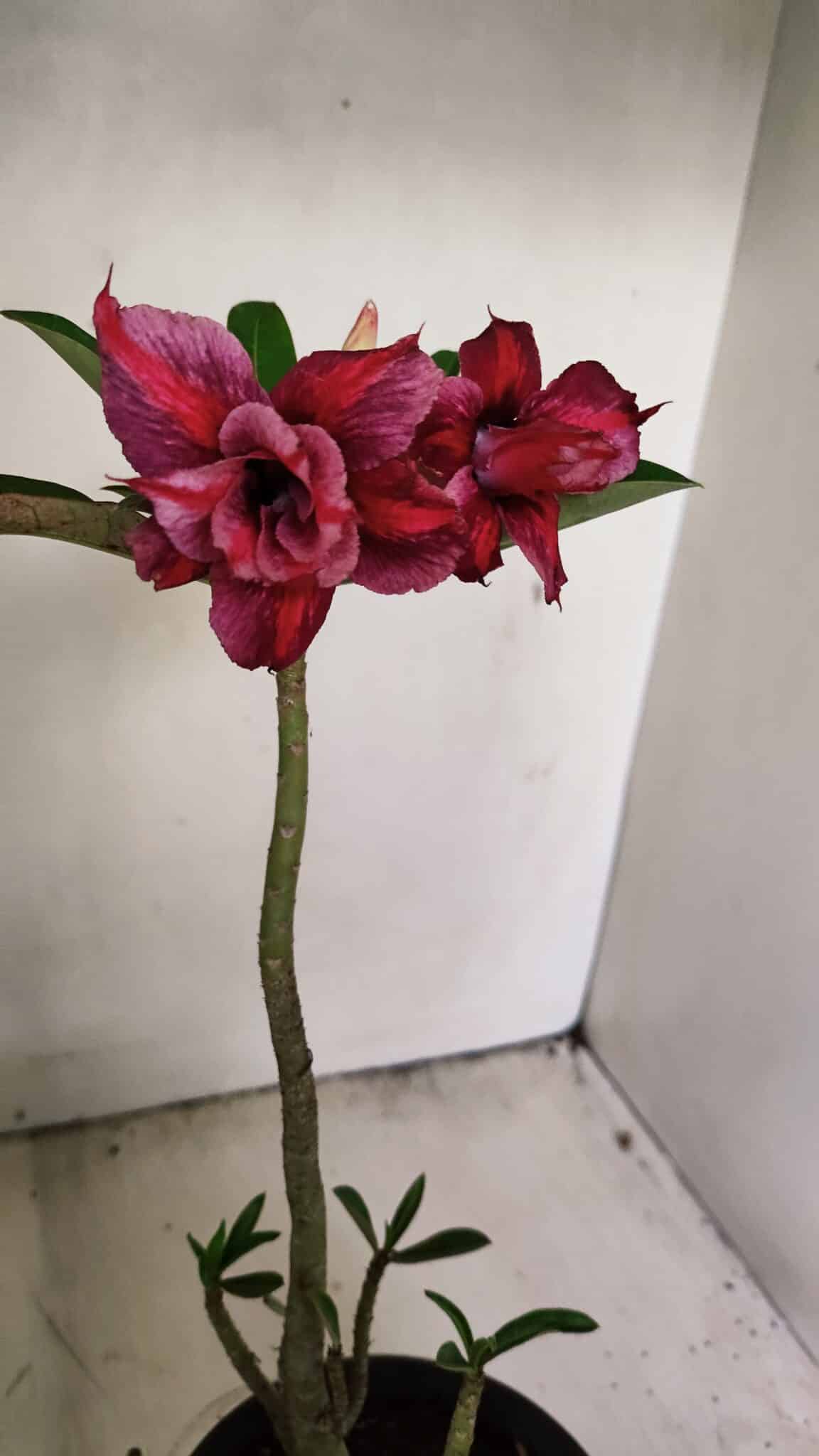 Planta Dobrada 3558 – 30cm – 02 anos - foto 5