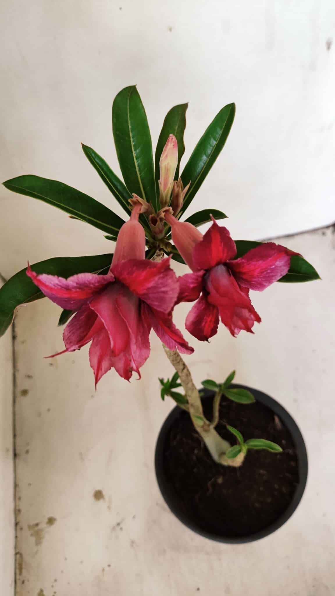 Planta Dobrada 3558 – 30cm – 02 anos - foto 4
