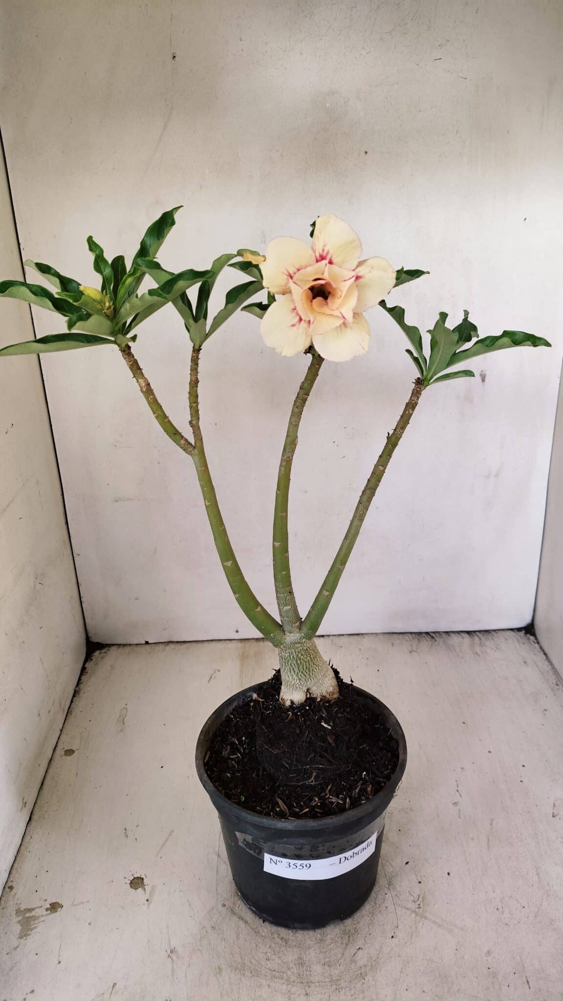 Planta Dobrada 3559 – 35cm – 03 anos - foto 2