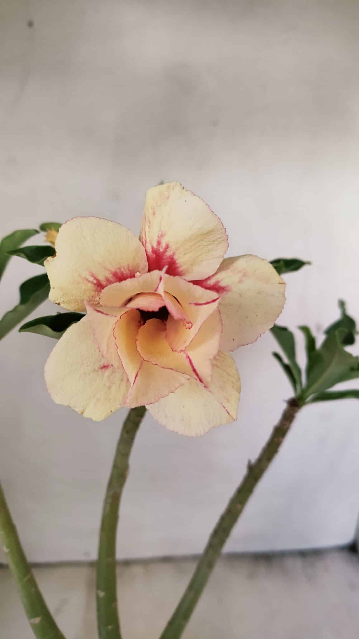Planta Dobrada 3559 – 35cm – 03 anos - foto 5