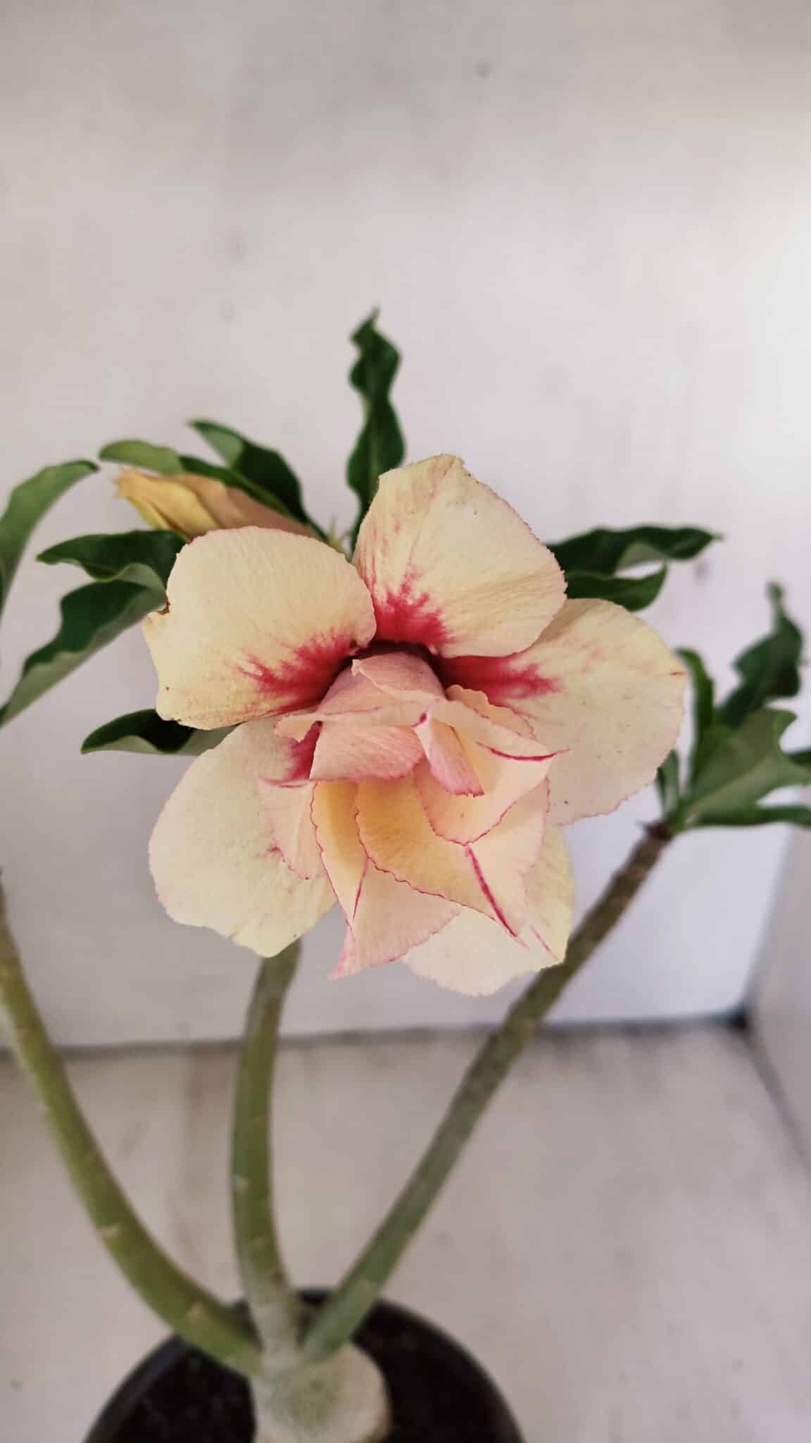 Planta Dobrada 3559 – 35cm – 03 anos - foto 4