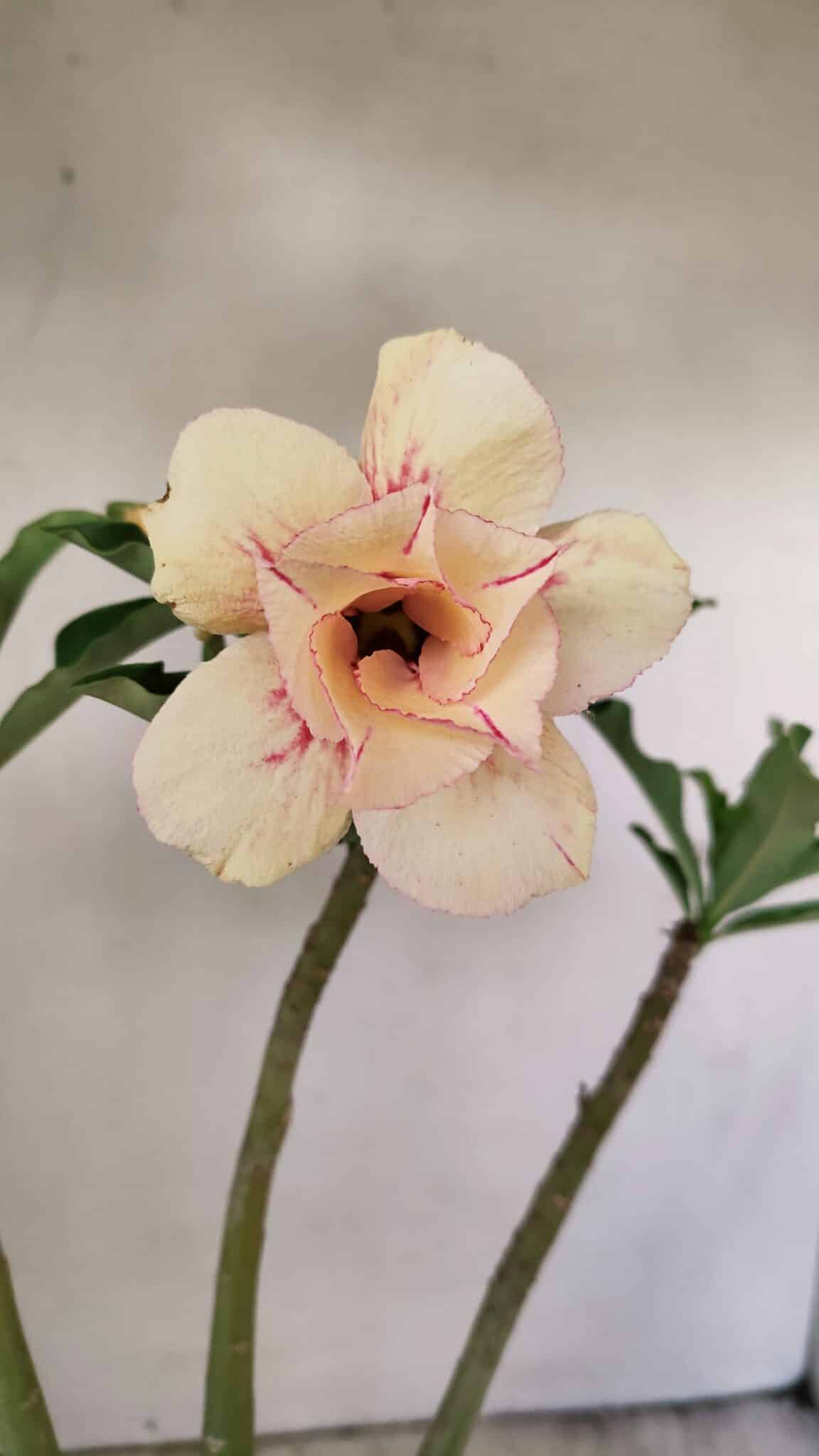 Planta Dobrada 3559 – 35cm – 03 anos - foto 3