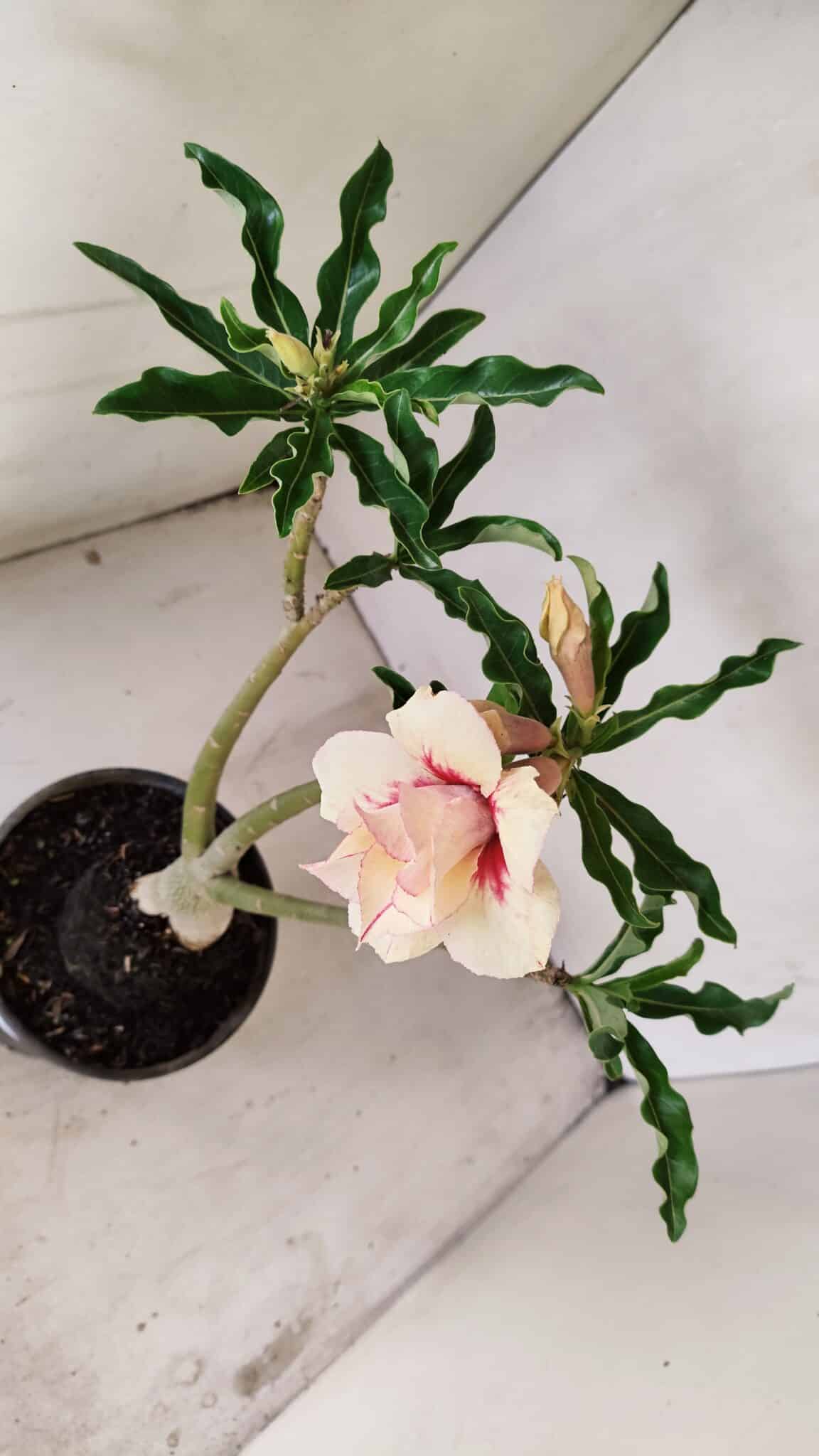 Planta Dobrada 3559 – 35cm – 03 anos - foto 6