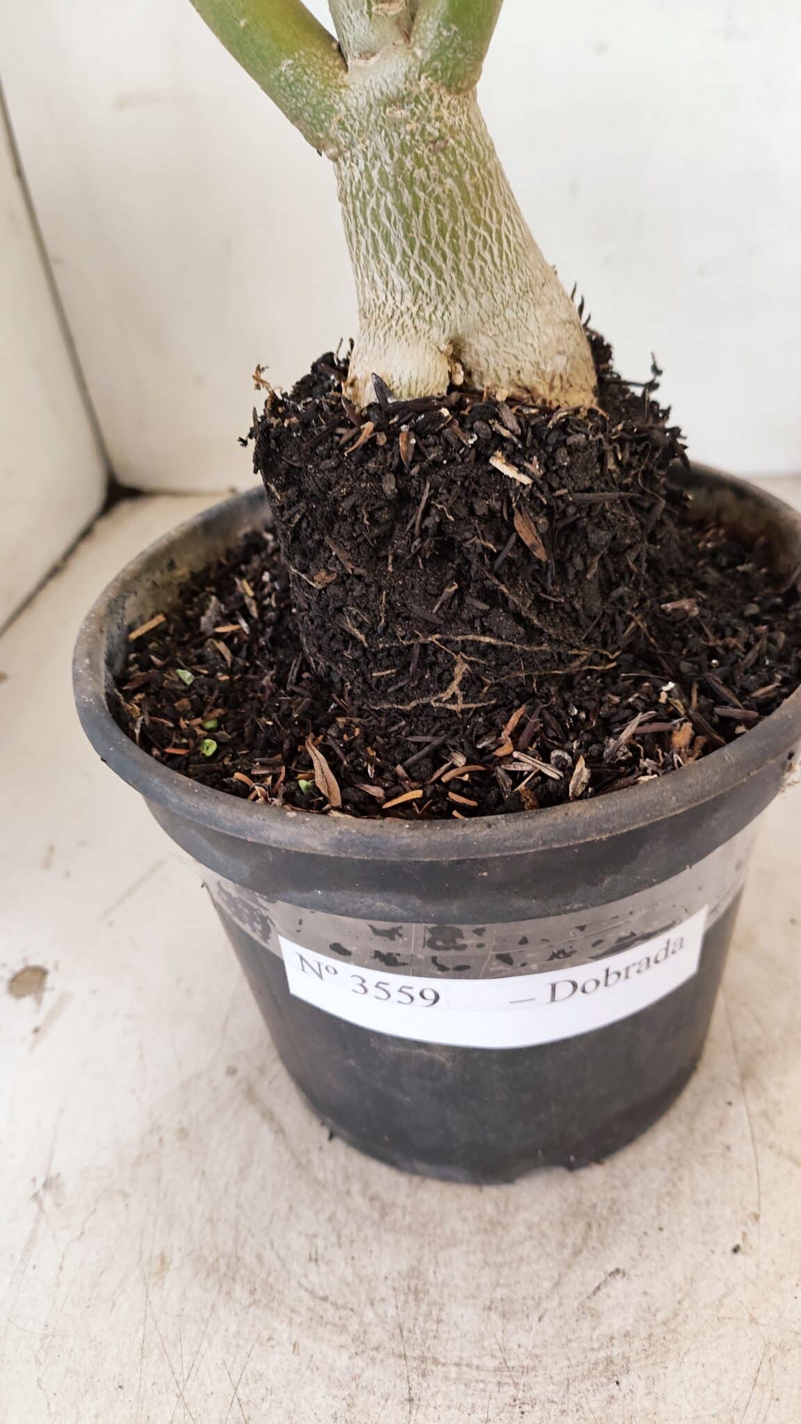 Planta Dobrada 3559 – 35cm – 03 anos - foto 7