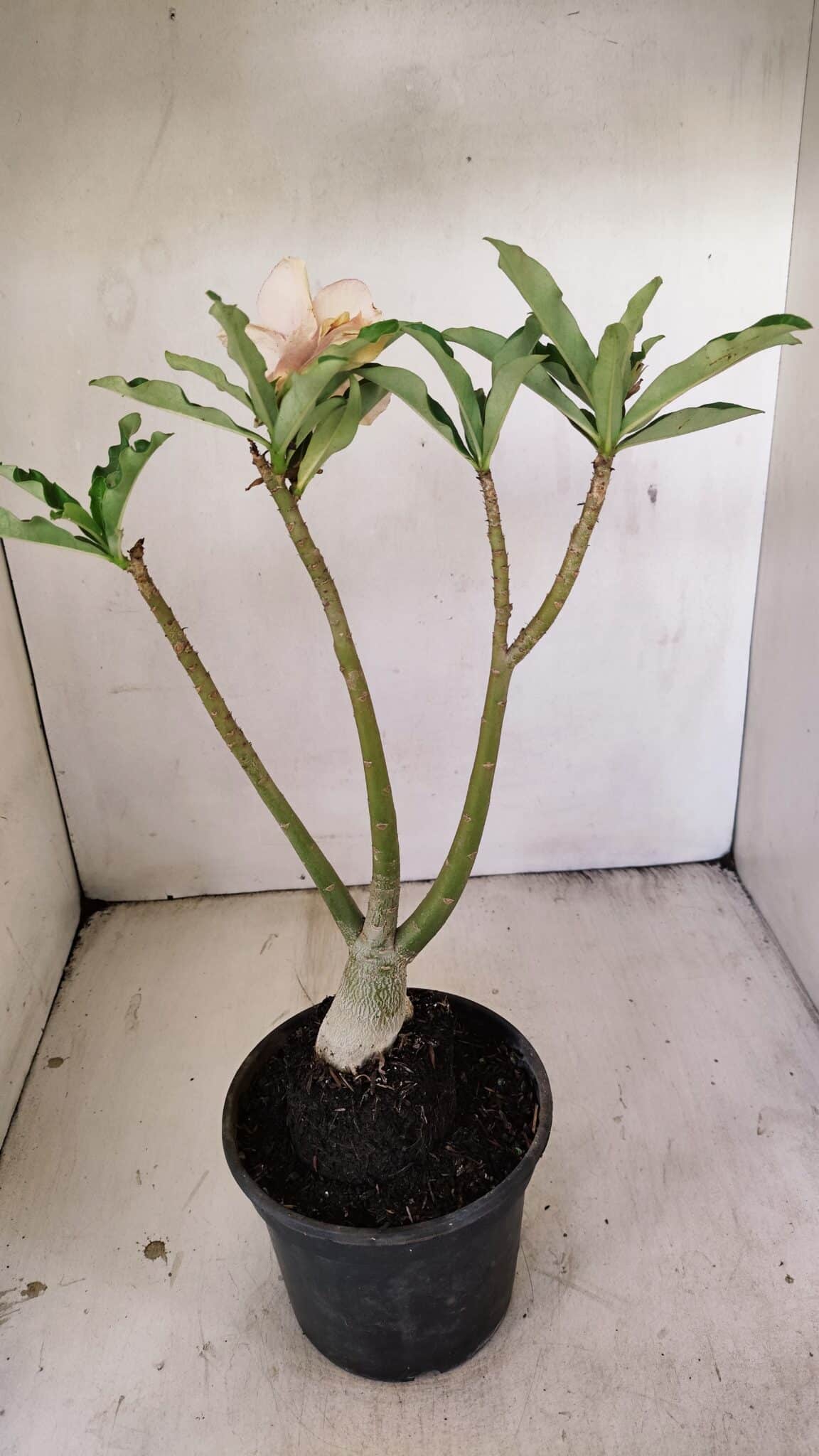 Planta Dobrada 3559 – 35cm – 03 anos - foto 8