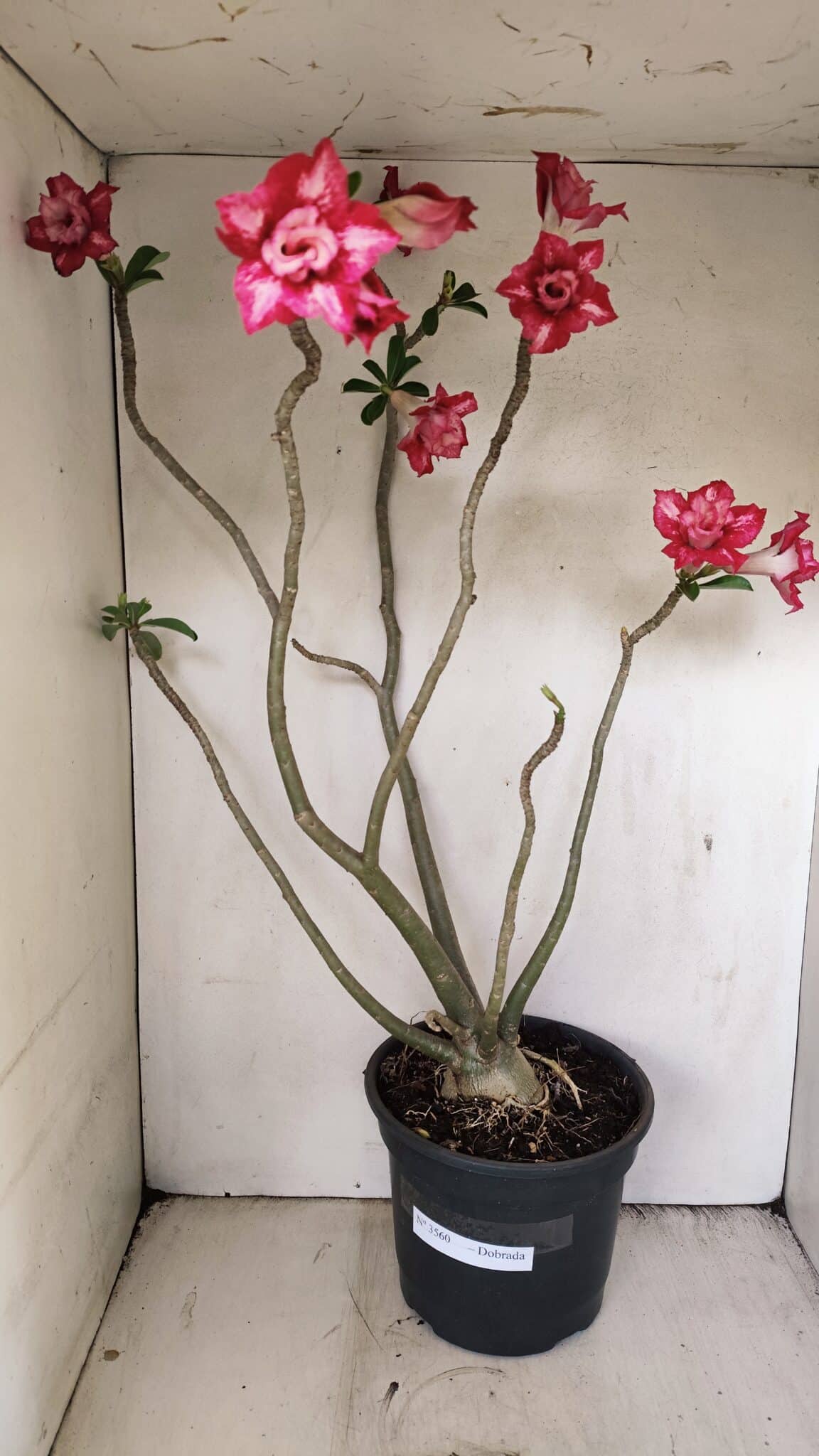 Planta Dobrada 3560 – 65cm – 04 anos - foto 2