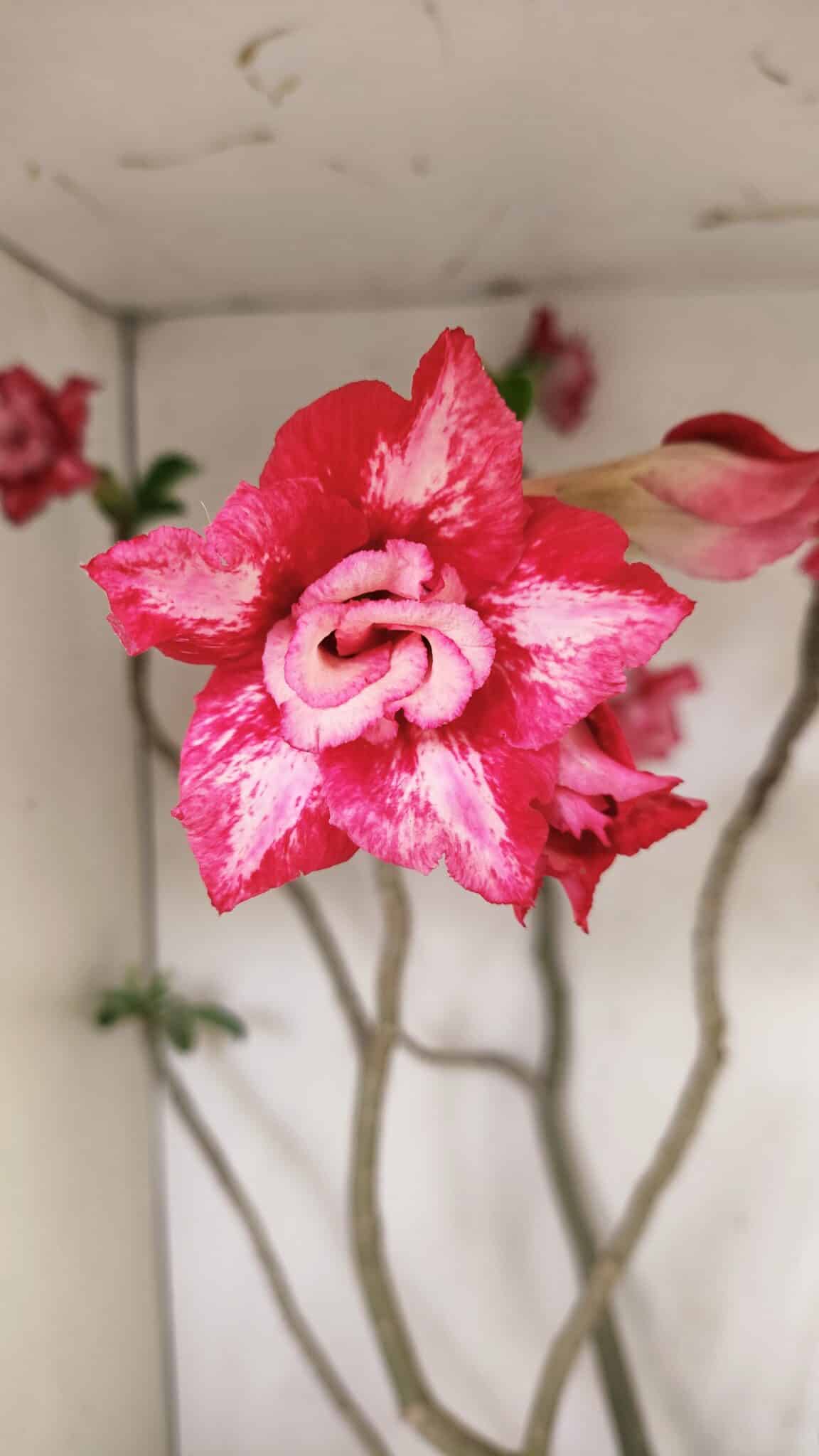 Planta Dobrada 3560 – 65cm – 04 anos - foto 3