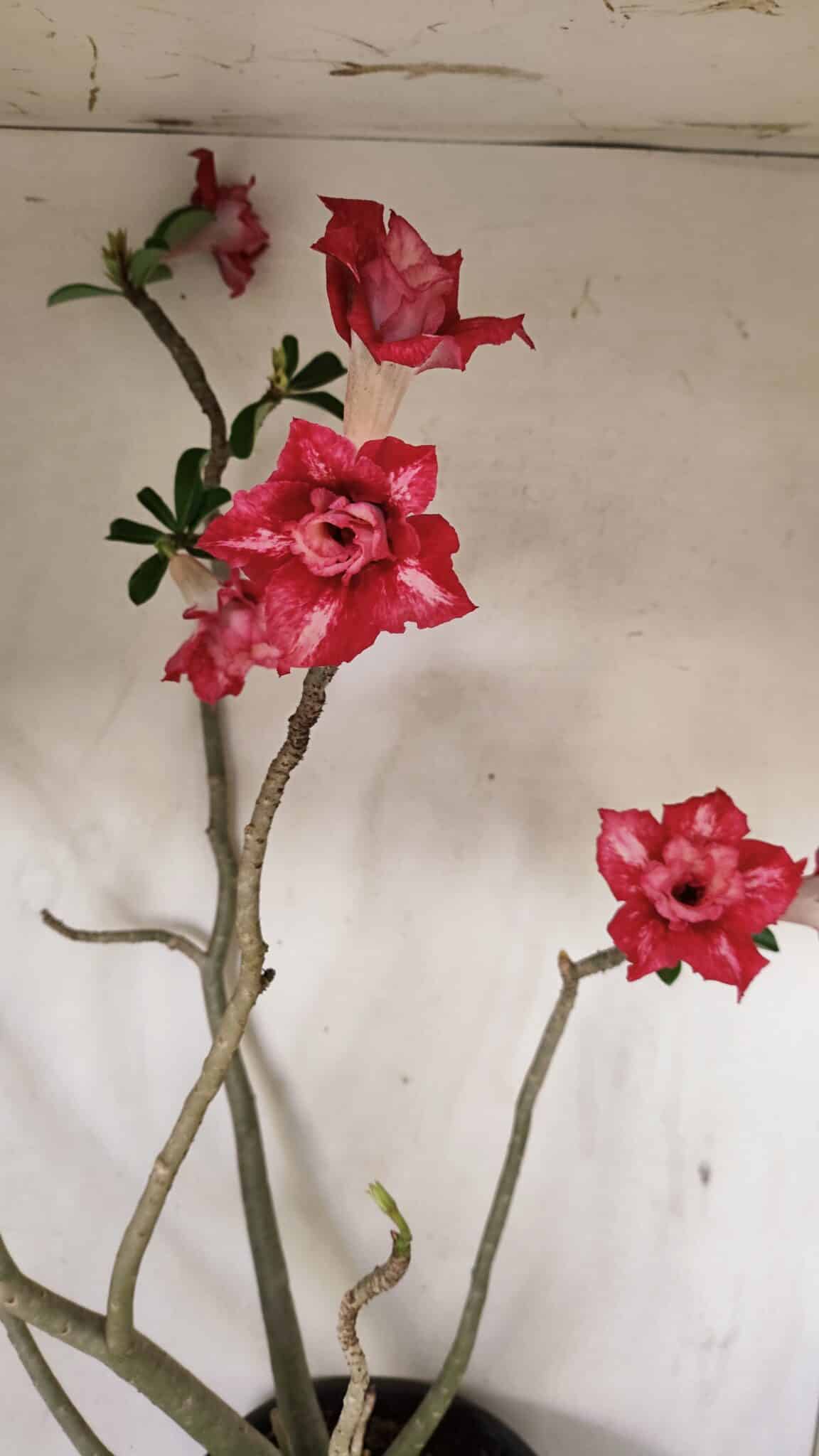 Planta Dobrada 3560 – 65cm – 04 anos - foto 4