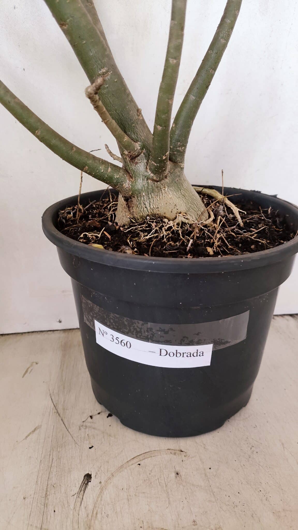 Planta Dobrada 3560 – 65cm – 04 anos - foto 8