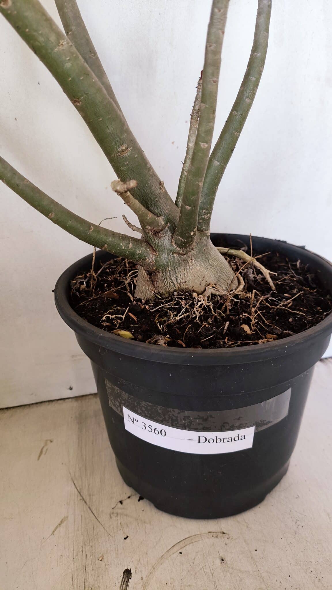 Planta Dobrada 3560 – 65cm – 04 anos - foto 6