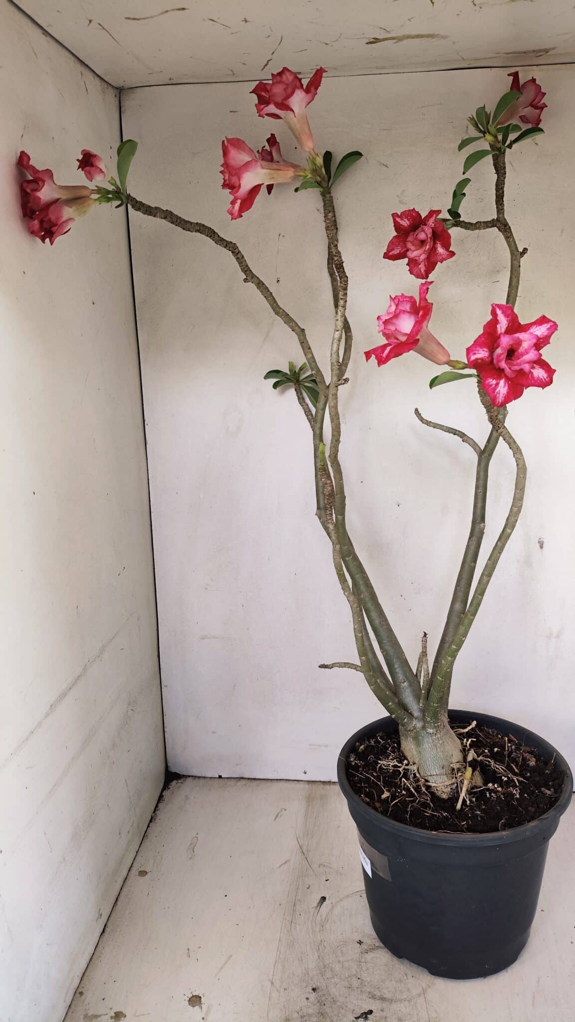 Planta Dobrada 3560 – 65cm – 04 anos - foto 7