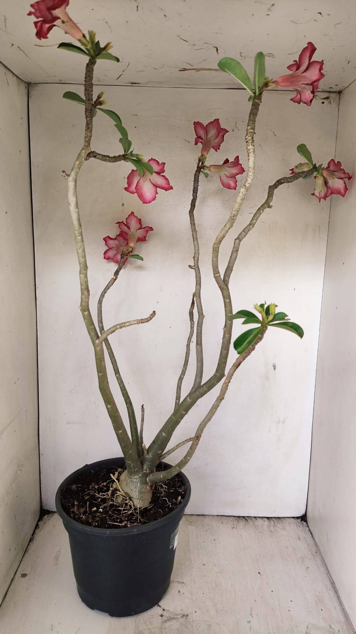 Planta Dobrada 3560 – 65cm – 04 anos - foto 5
