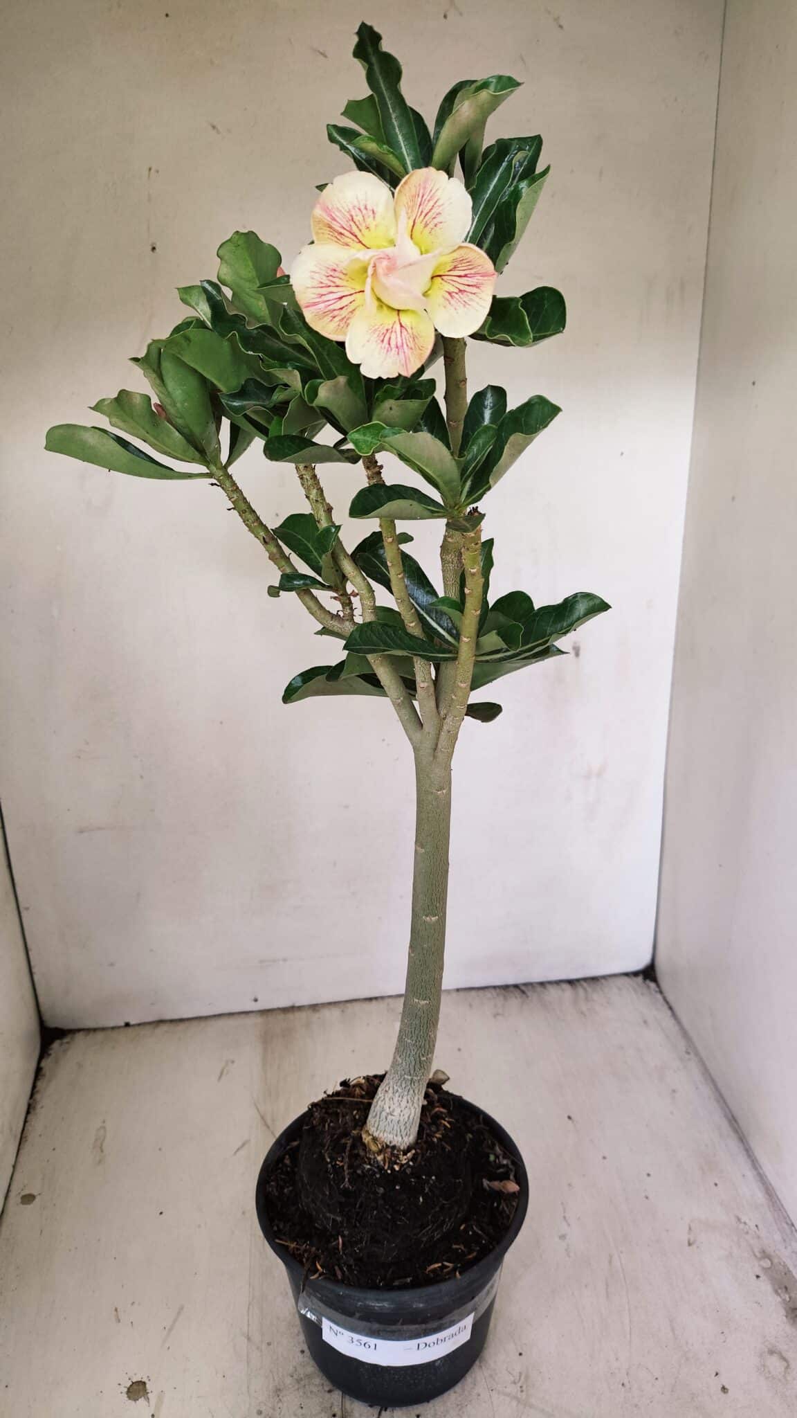 Planta Dobrada 3561 – 35cm – 03 anos - foto 2