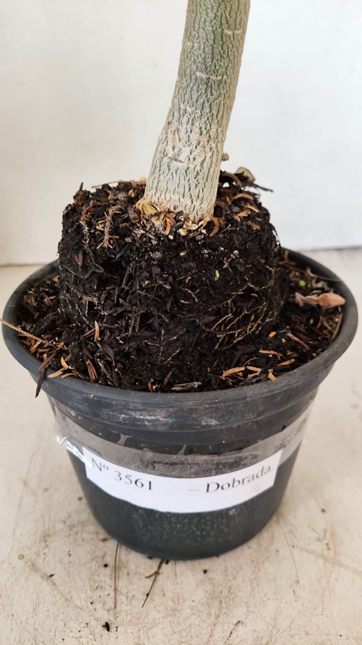 Planta Dobrada 3561 – 35cm – 03 anos - foto 10