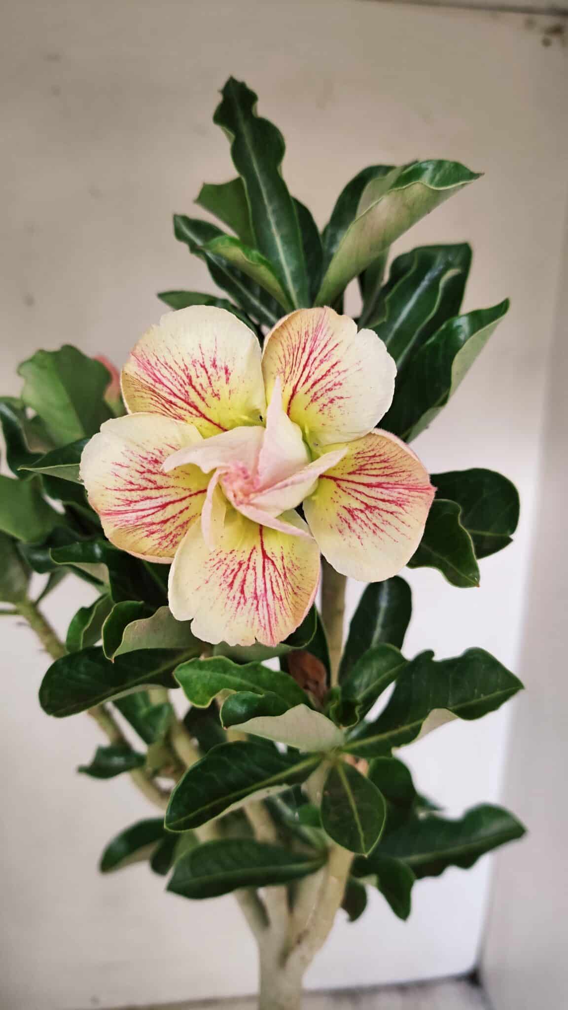 Planta Dobrada 3561 – 35cm – 03 anos - foto 5