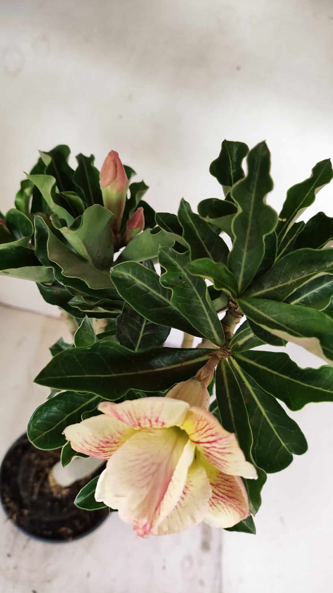 Planta Dobrada 3561 – 35cm – 03 anos - foto 9