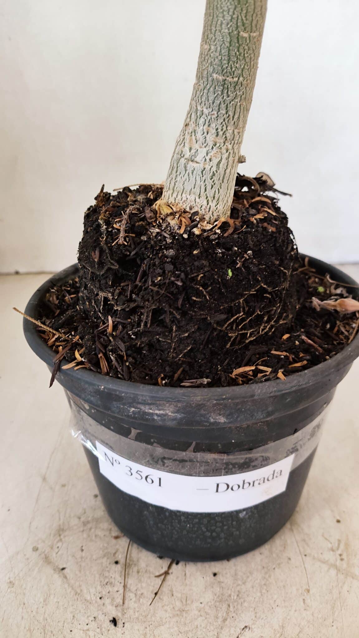 Planta Dobrada 3561 – 35cm – 03 anos - foto 8