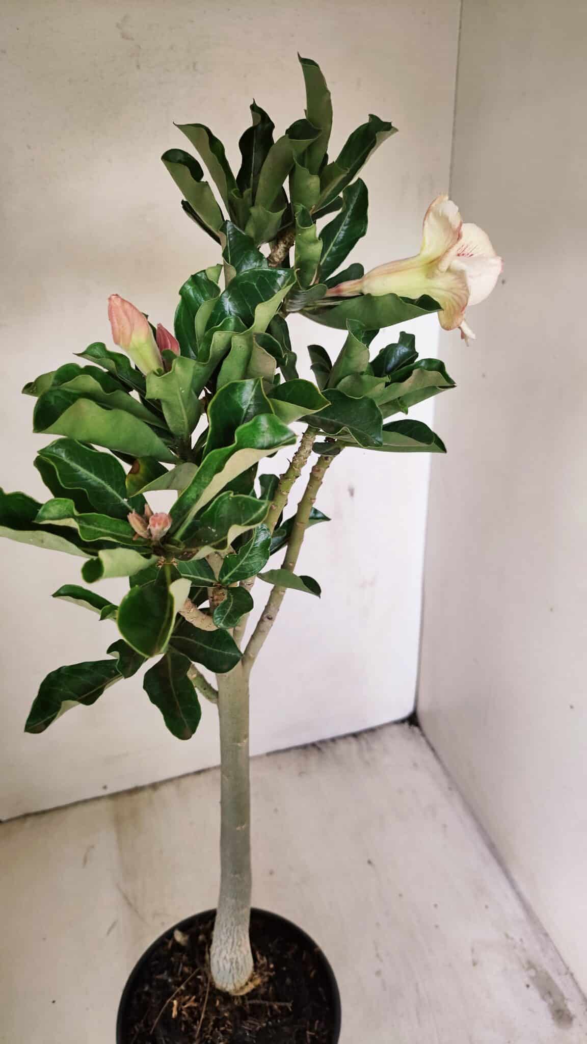 Planta Dobrada 3561 – 35cm – 03 anos - foto 7
