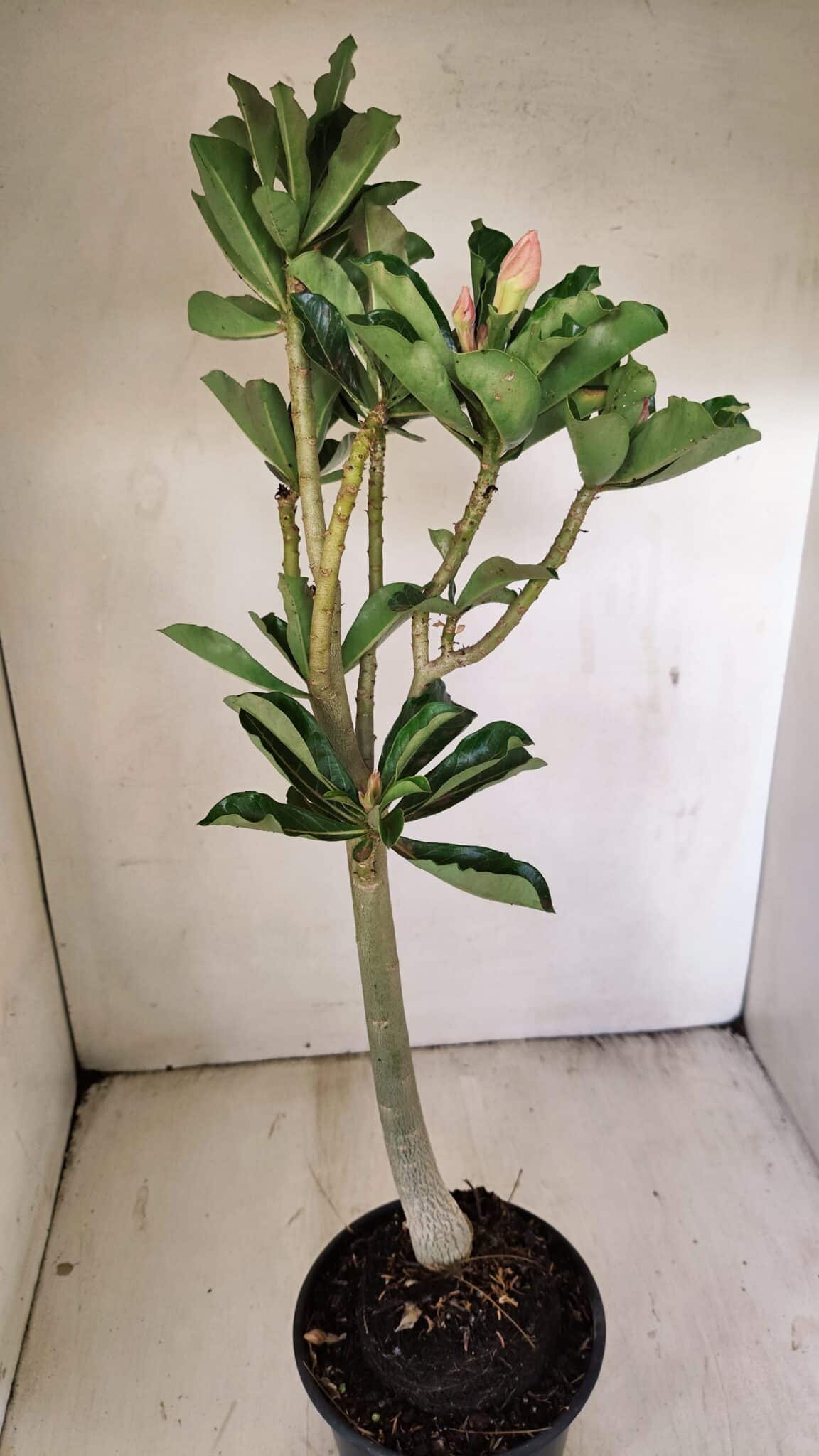 Planta Dobrada 3561 – 35cm – 03 anos - foto 6