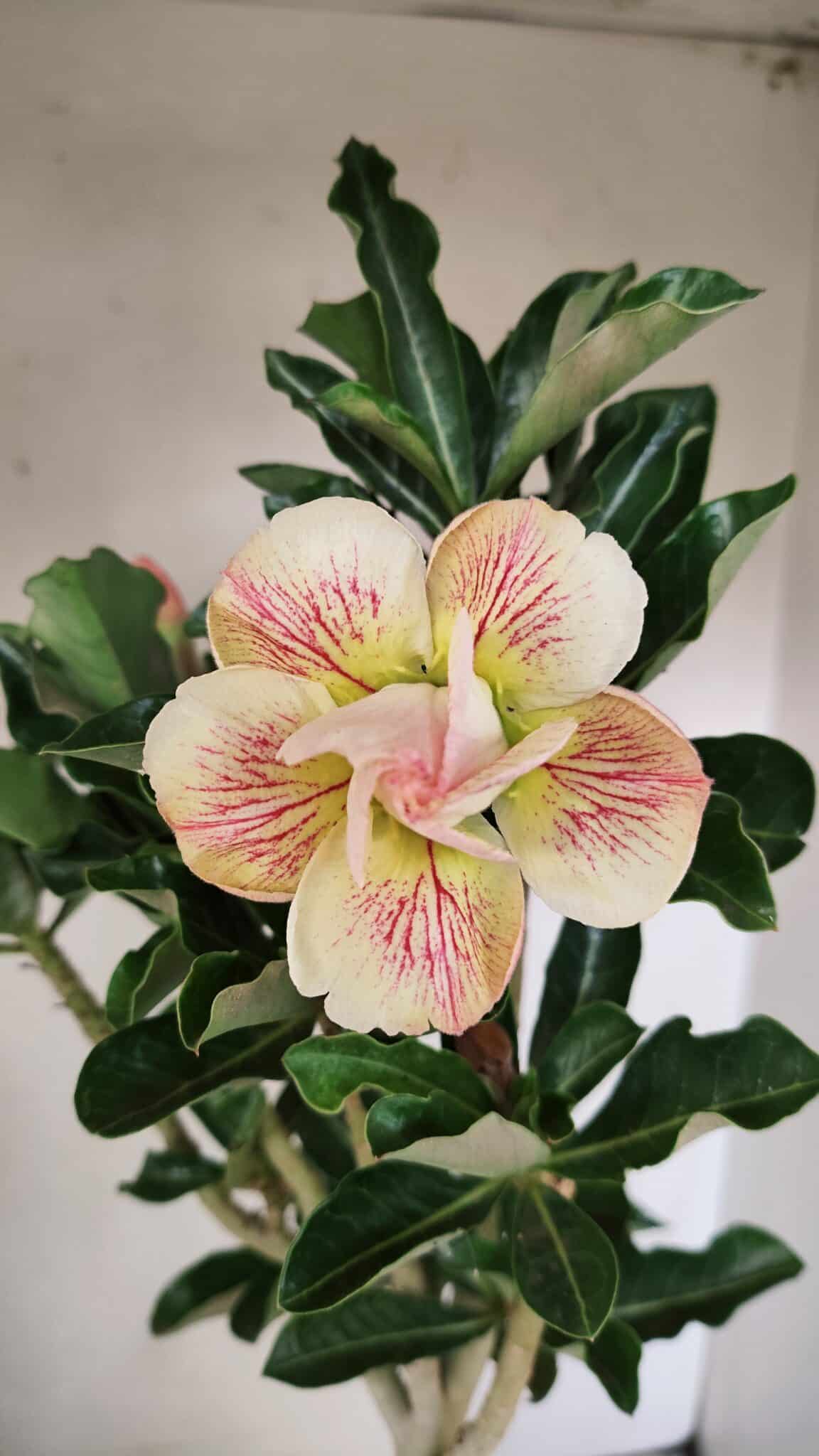 Planta Dobrada 3561 – 35cm – 03 anos - foto 3