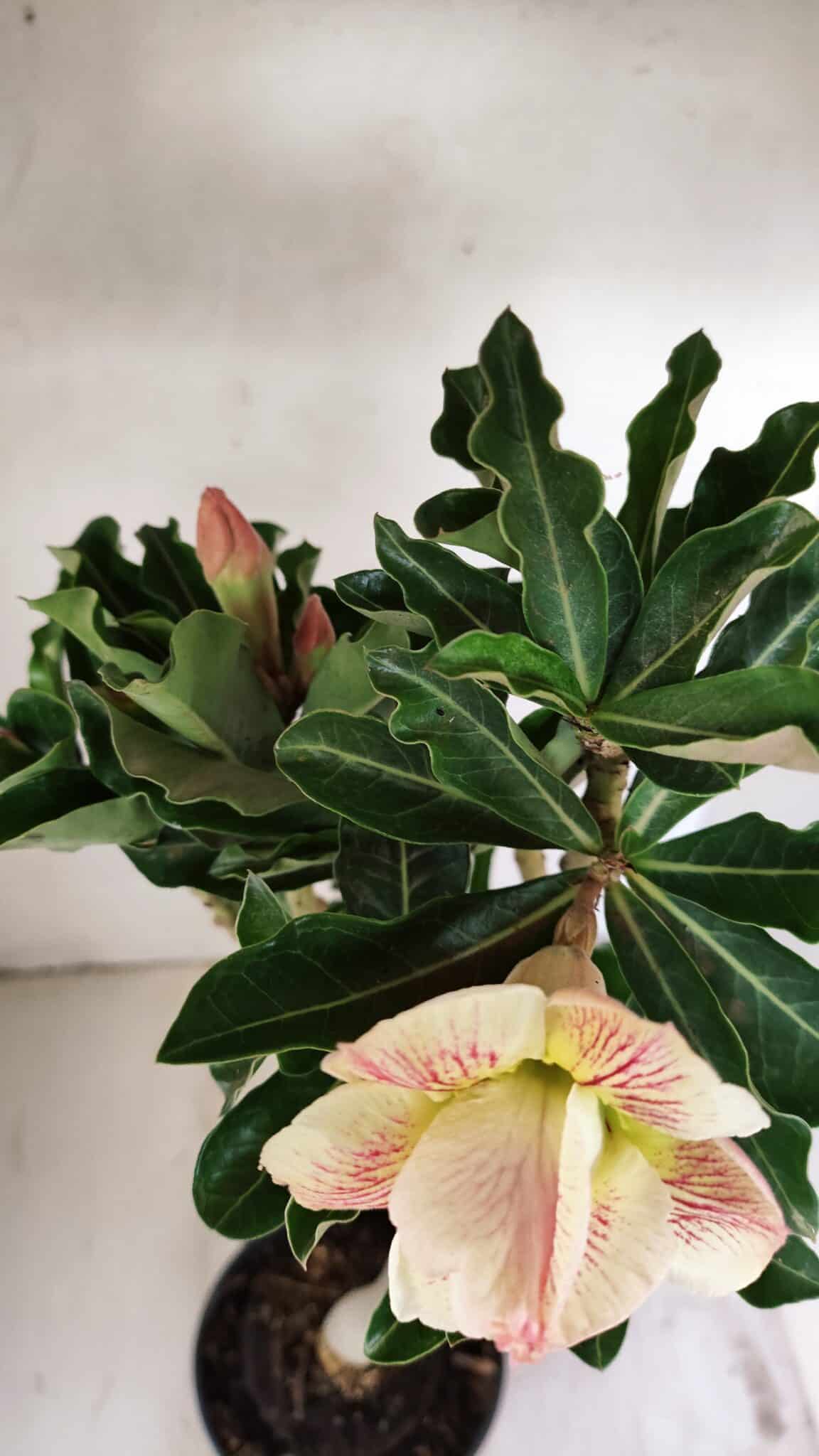 Planta Dobrada 3561 – 35cm – 03 anos - foto 4