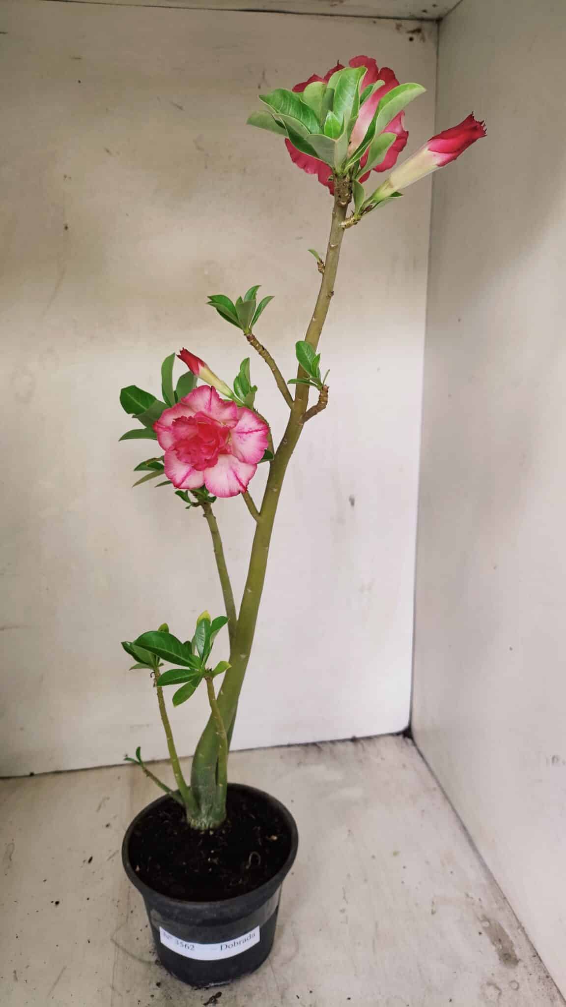 Planta Dobrada 3562 – 35cm – 03 anos - foto 2