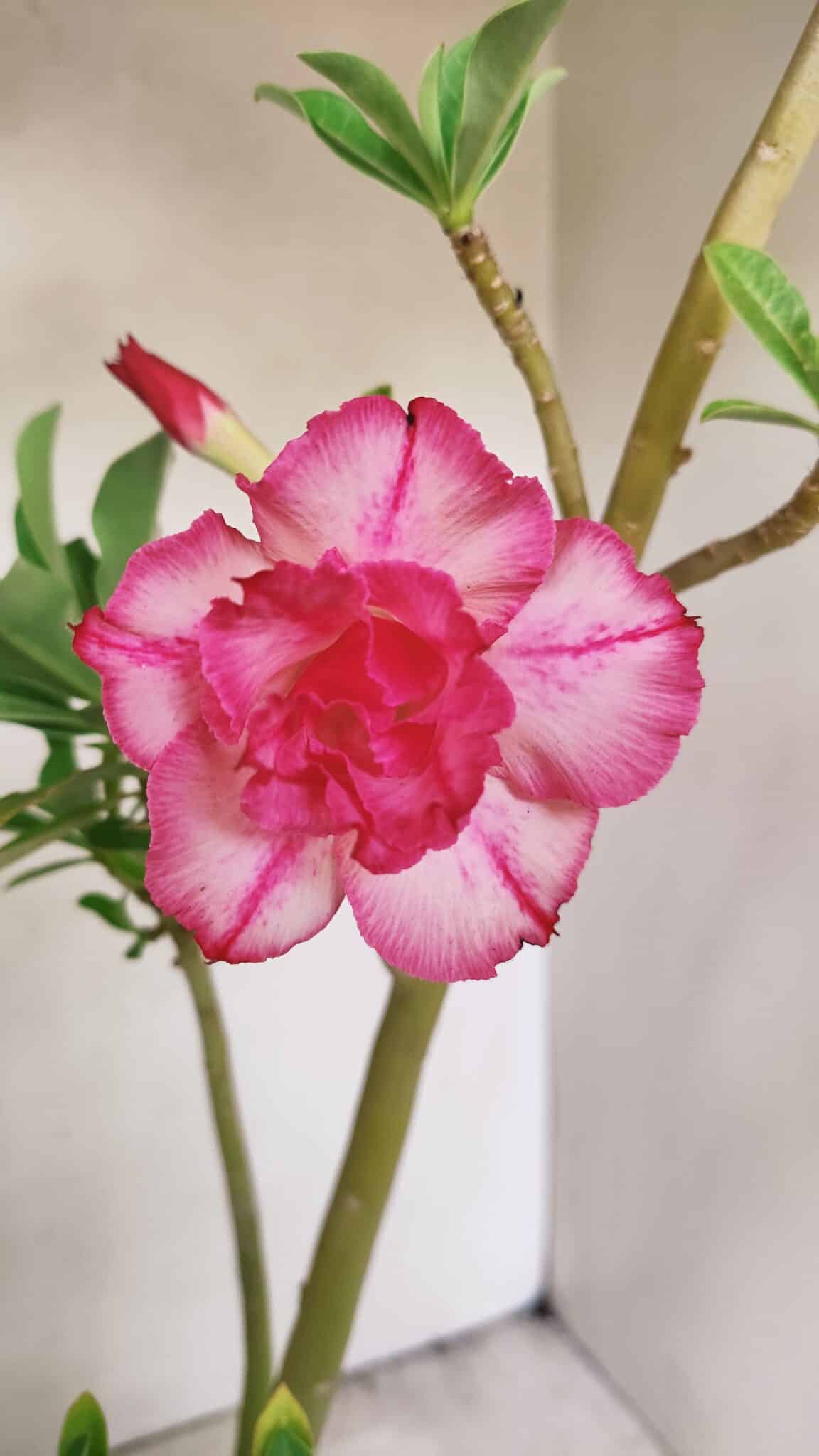 Planta Dobrada 3562 – 35cm – 03 anos - foto 3
