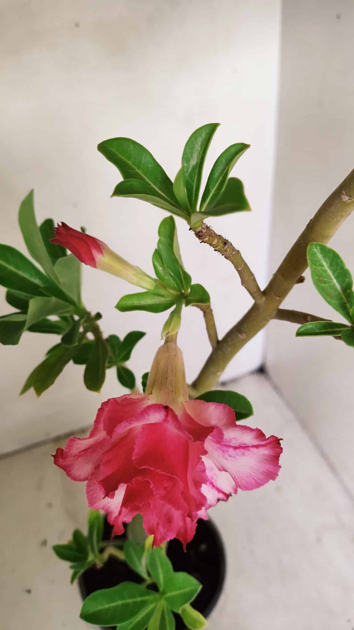 Planta Dobrada 3562 – 35cm – 03 anos - foto 4