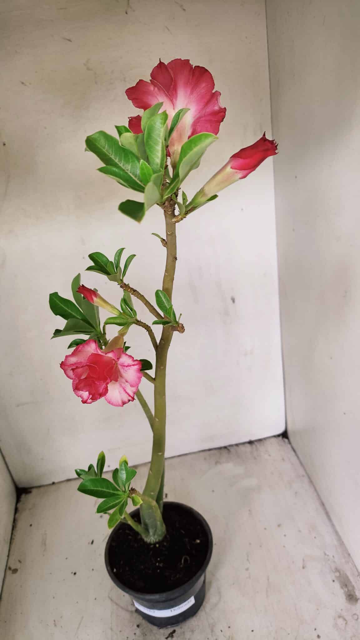 Planta Dobrada 3562 – 35cm – 03 anos - foto 8