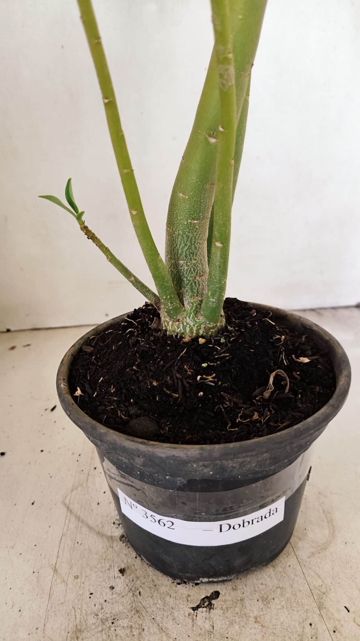 Planta Dobrada 3562 – 35cm – 03 anos - foto 7