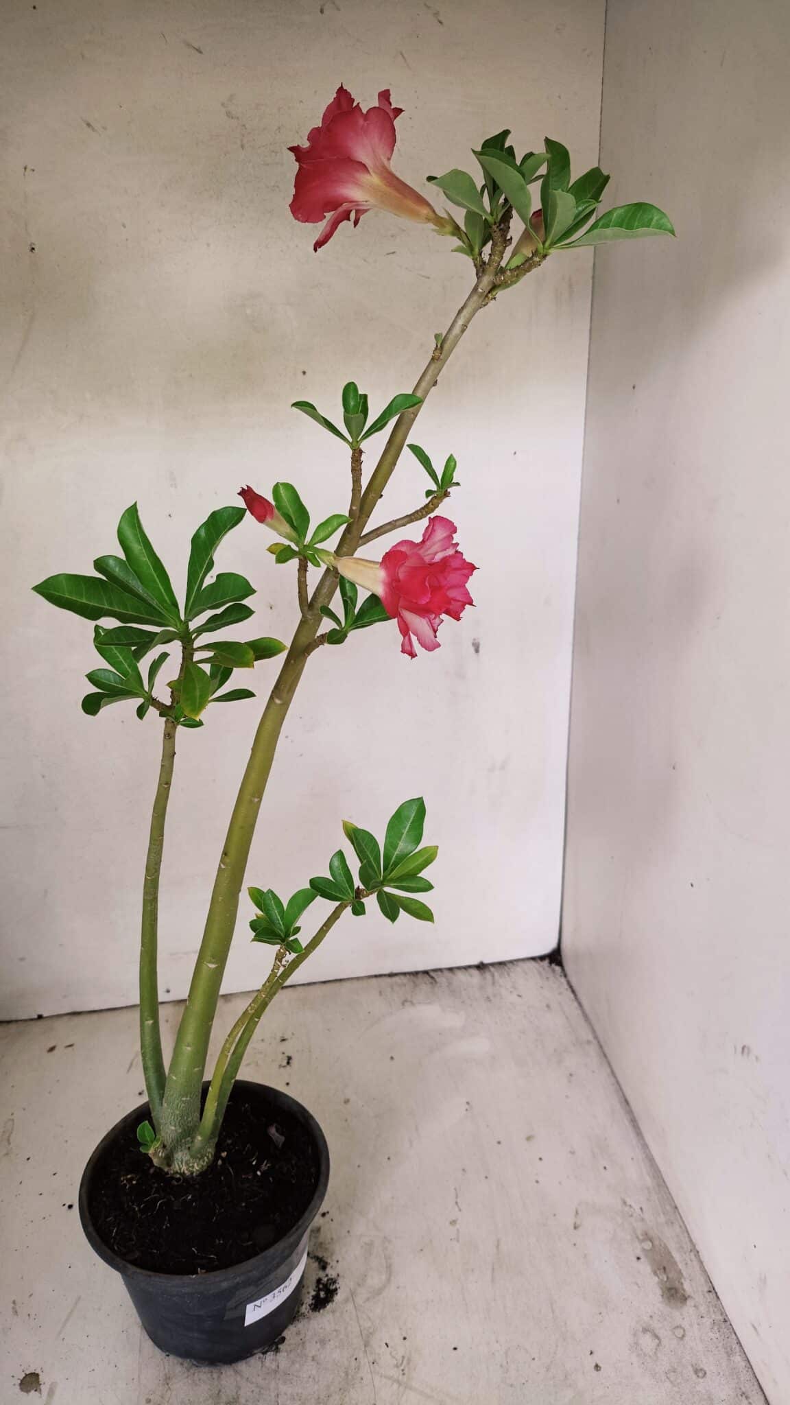 Planta Dobrada 3562 – 35cm – 03 anos - foto 6