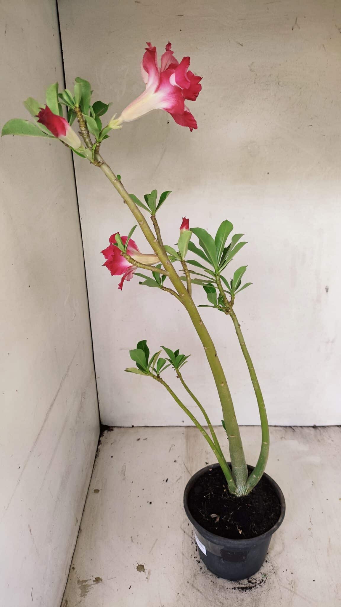 Planta Dobrada 3562 – 35cm – 03 anos - foto 5