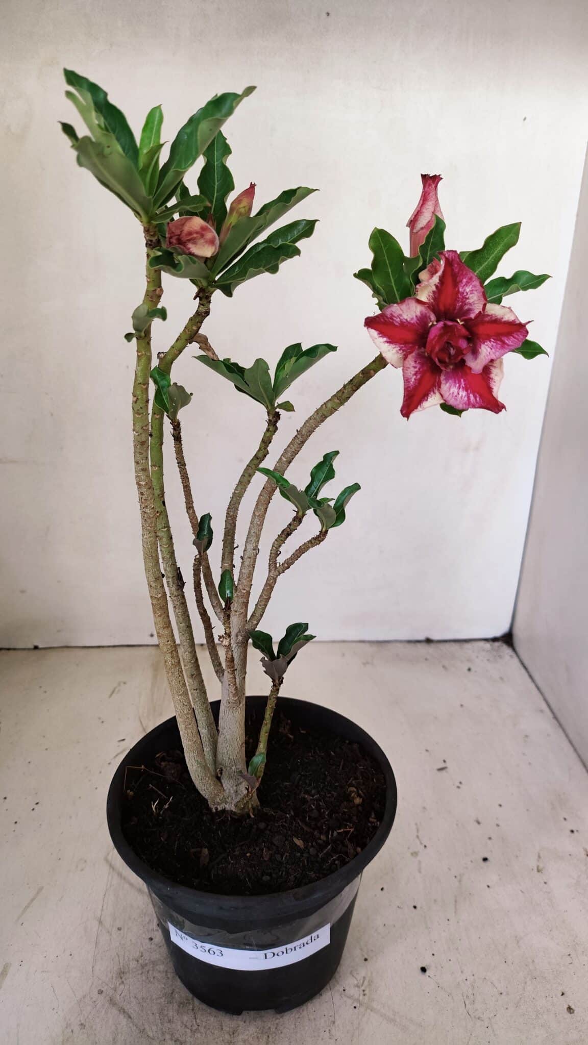 Planta Dobrada 3563 – 35cm – 03 anos - foto 2