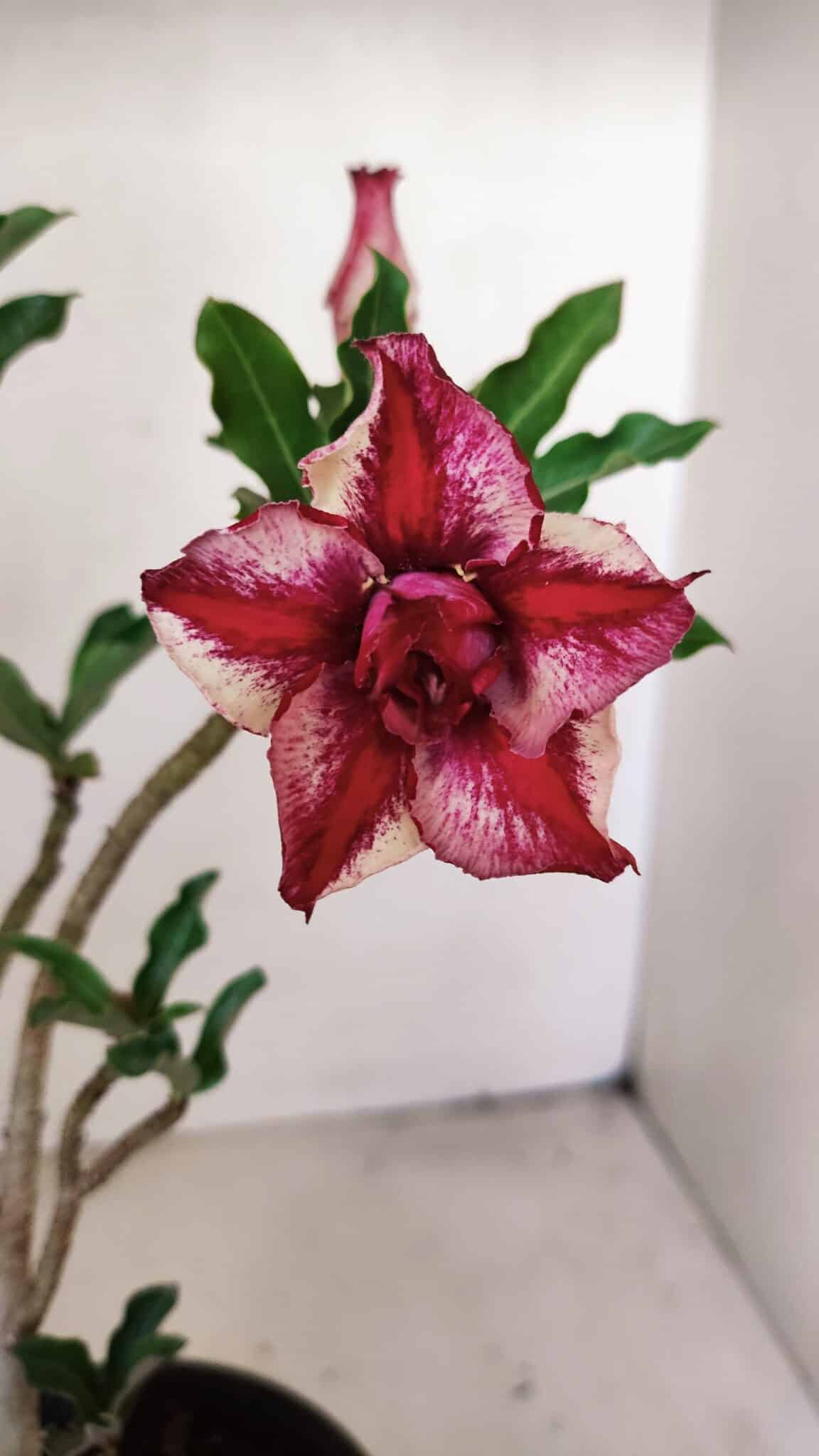 Planta Dobrada 3563 – 35cm – 03 anos - foto 3