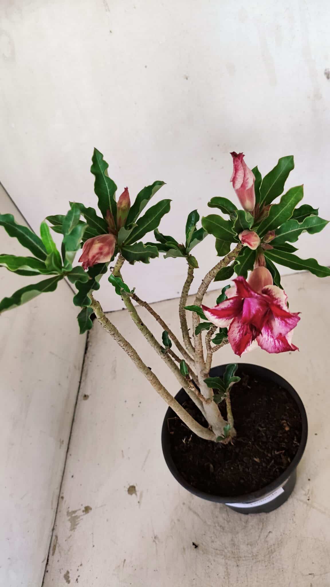 Planta Dobrada 3563 – 35cm – 03 anos - foto 8