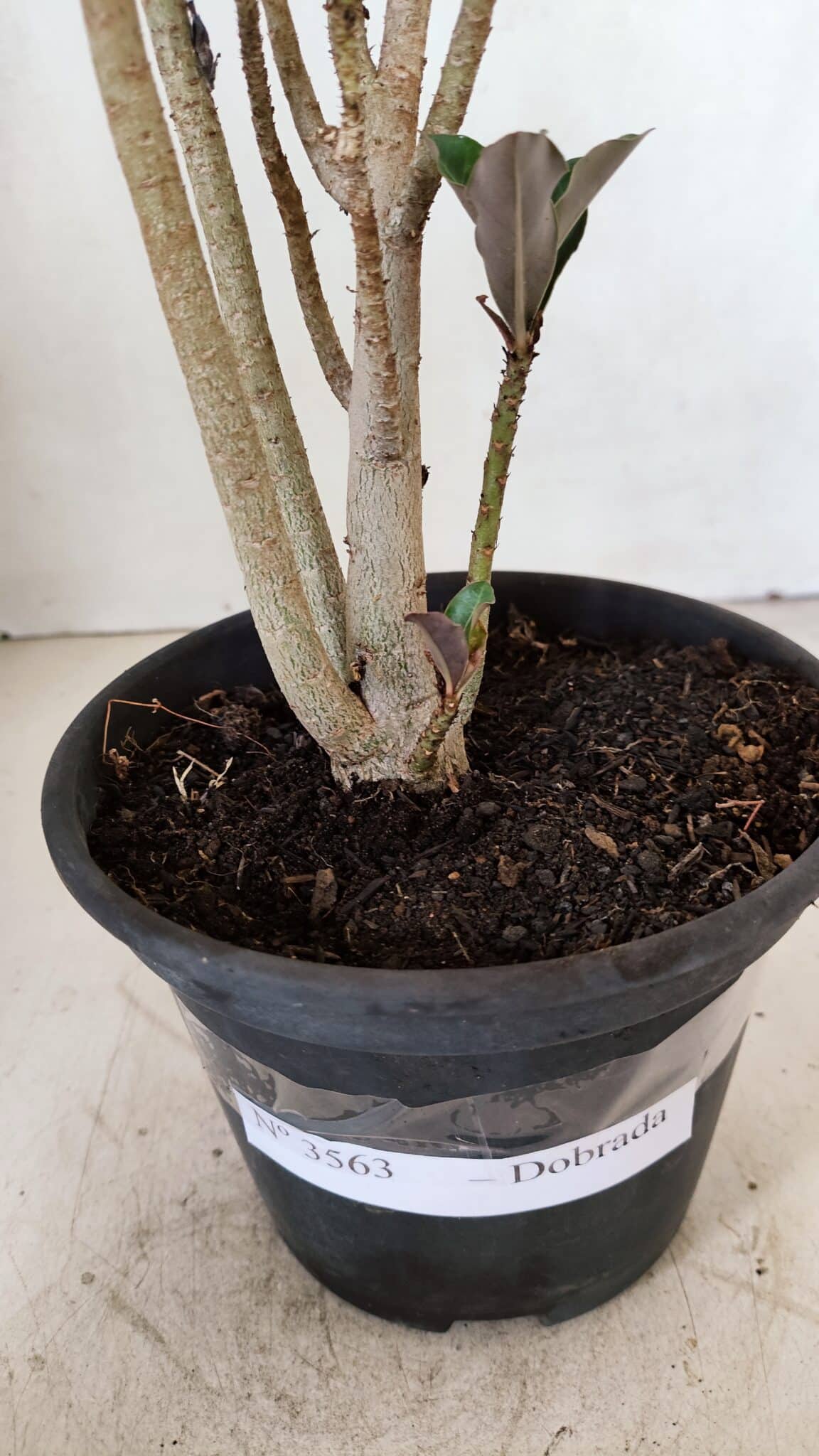 Planta Dobrada 3563 – 35cm – 03 anos - foto 7
