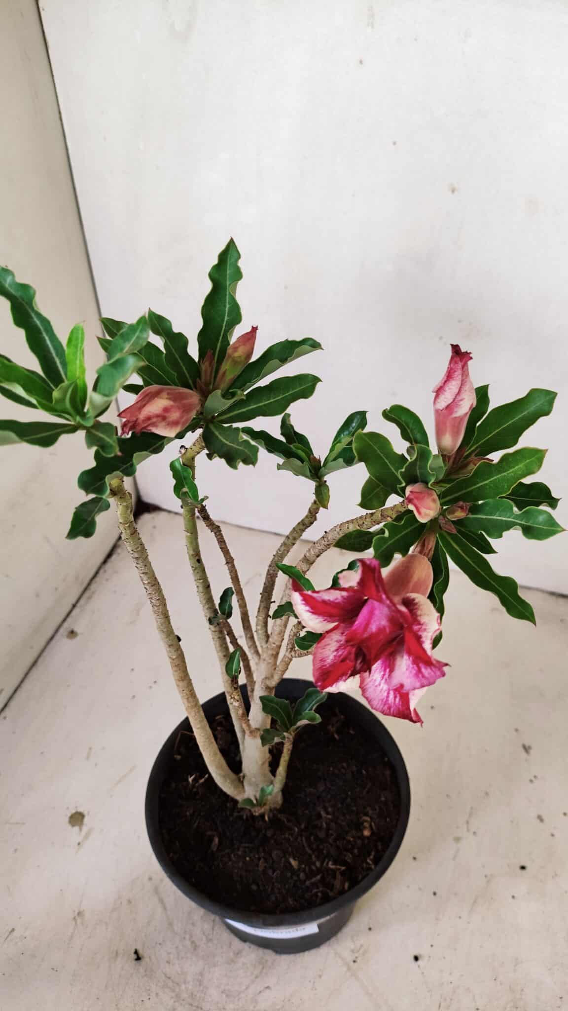Planta Dobrada 3563 – 35cm – 03 anos - foto 4