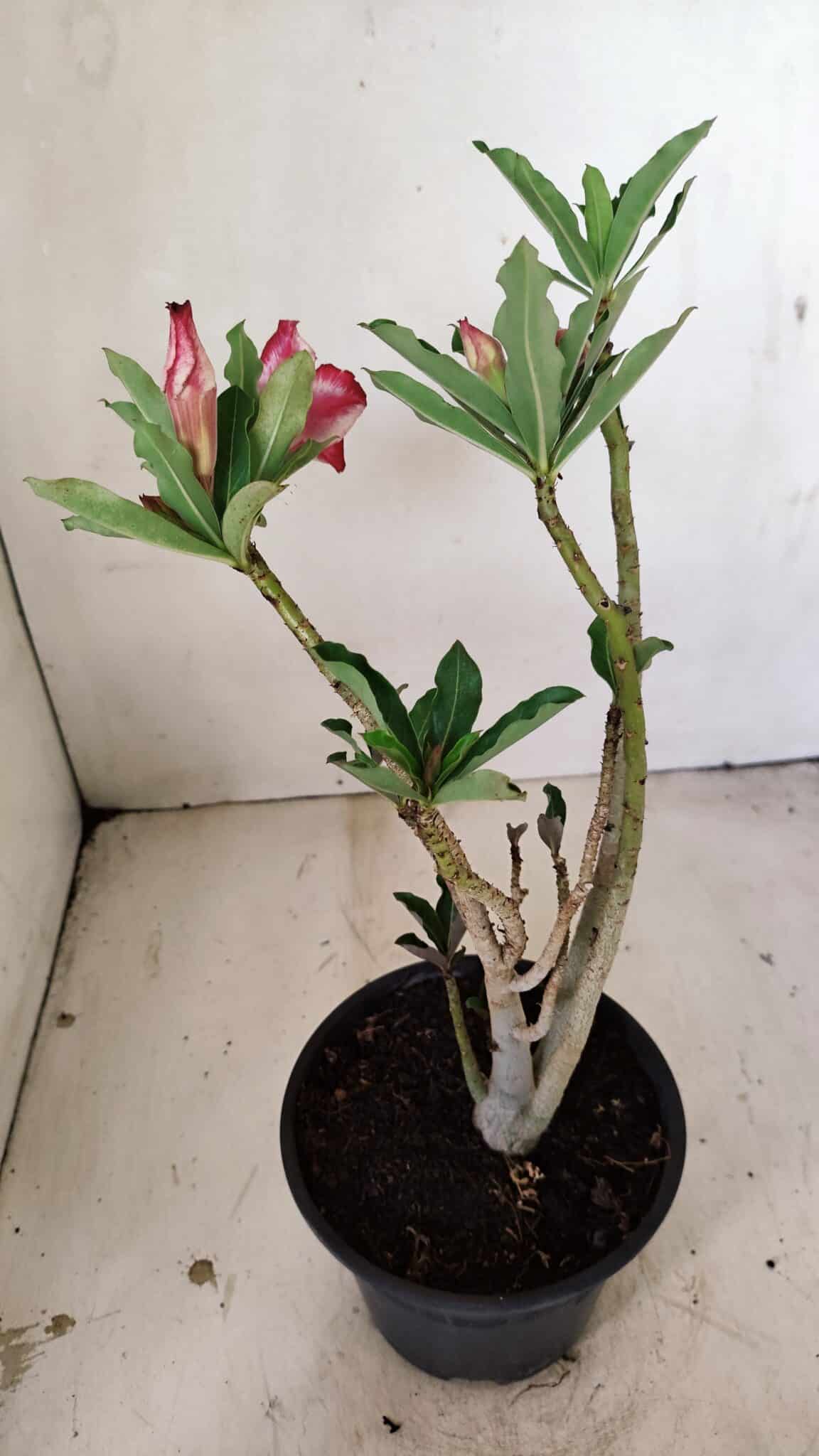 Planta Dobrada 3563 – 35cm – 03 anos - foto 6