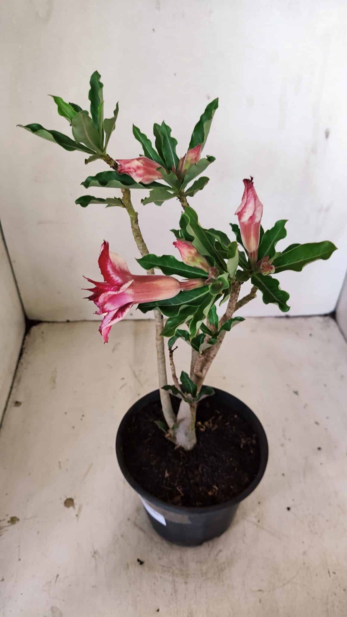 Planta Dobrada 3563 – 35cm – 03 anos - foto 5
