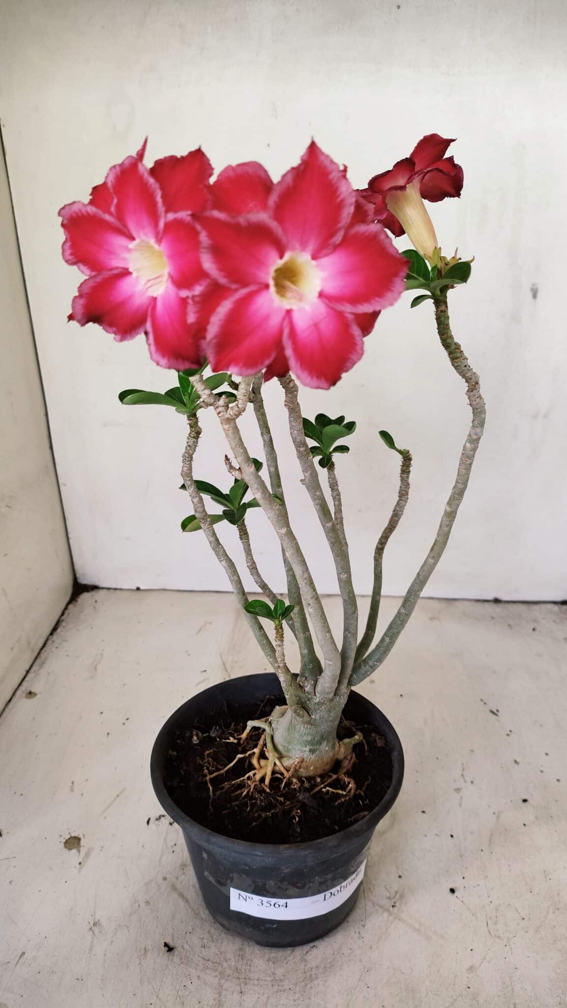 Planta Dobrada 3564 – 35cm – 03 anos - foto 2