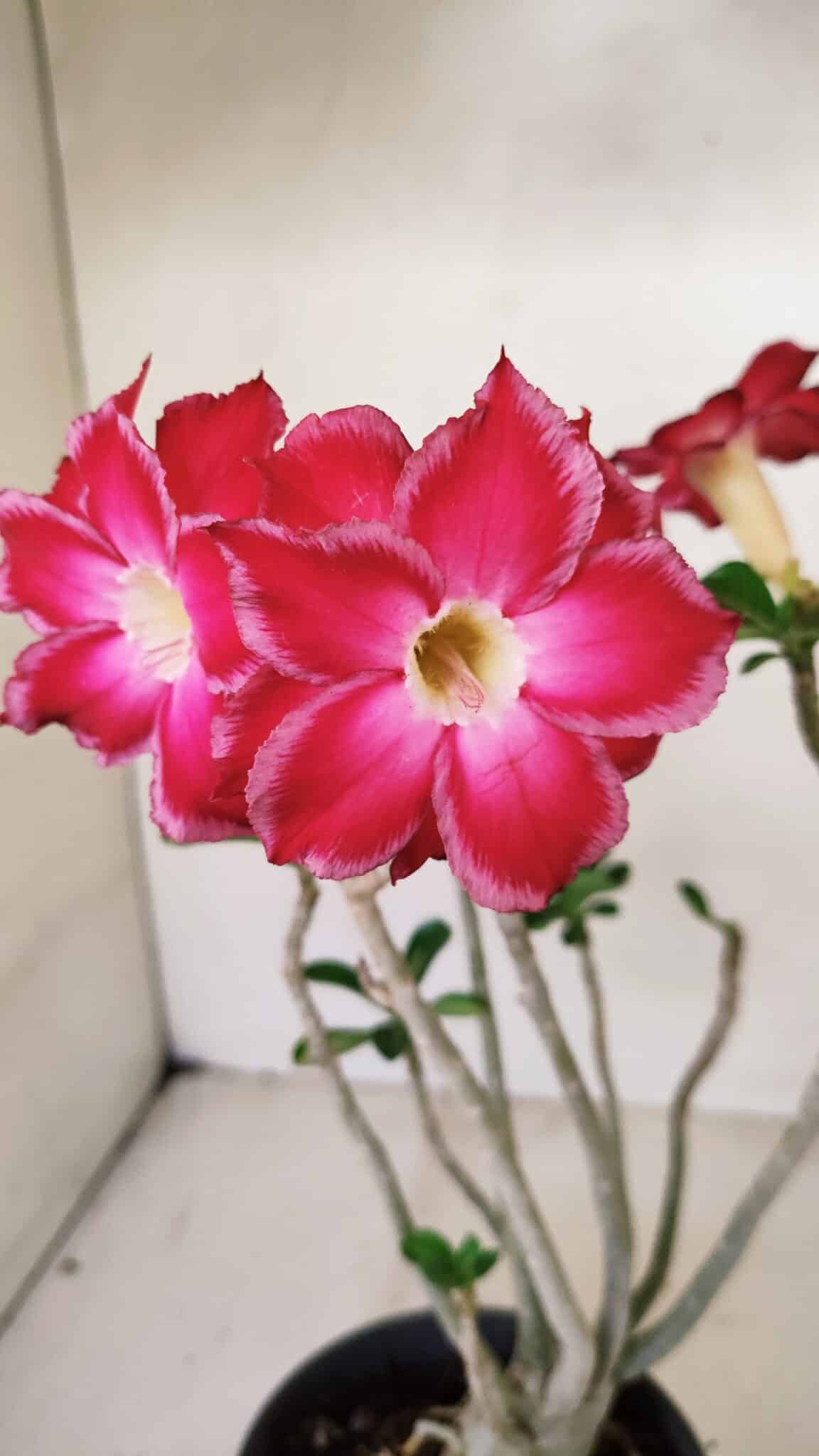Planta Dobrada 3564 – 35cm – 03 anos - foto 3