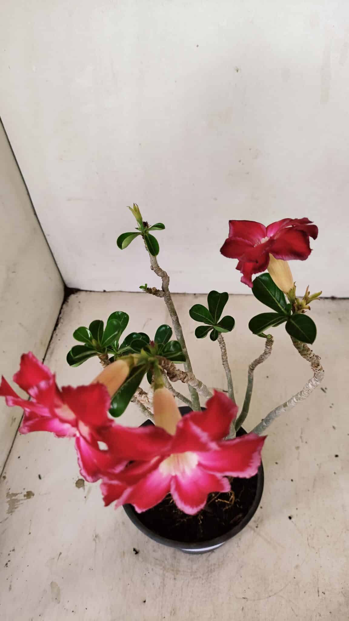 Planta Dobrada 3564 – 35cm – 03 anos - foto 4