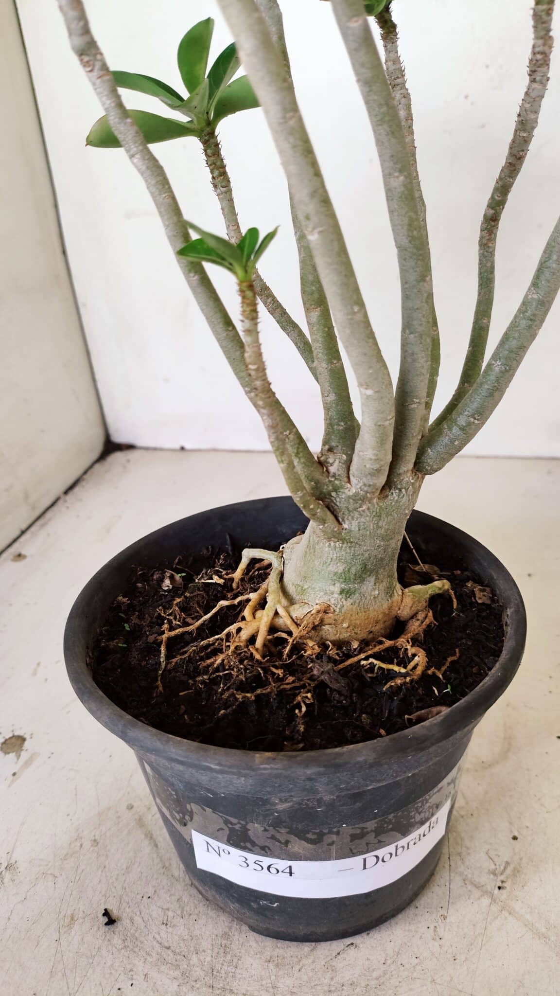 Planta Dobrada 3564 – 35cm – 03 anos - foto 6