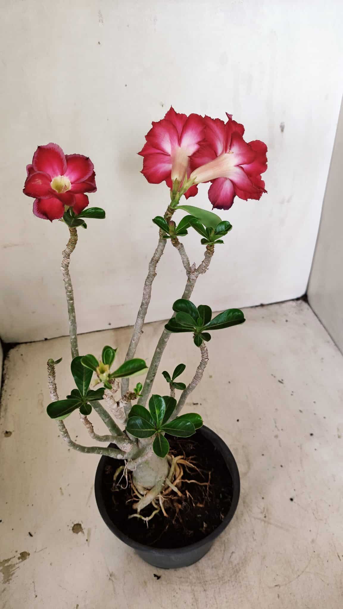 Planta Dobrada 3564 – 35cm – 03 anos - foto 5