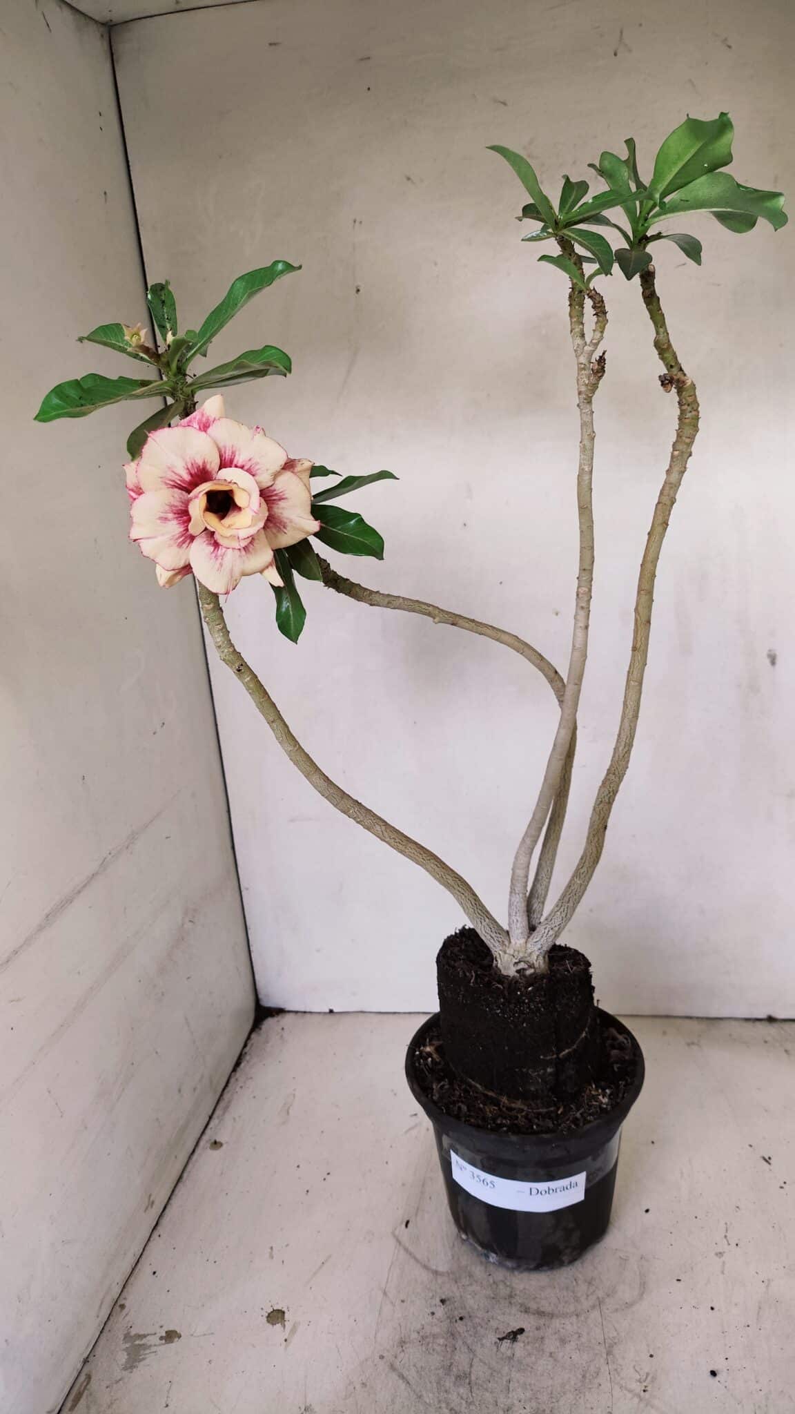 Planta Dobrada 3565 – 35cm – 03 anos - foto 2
