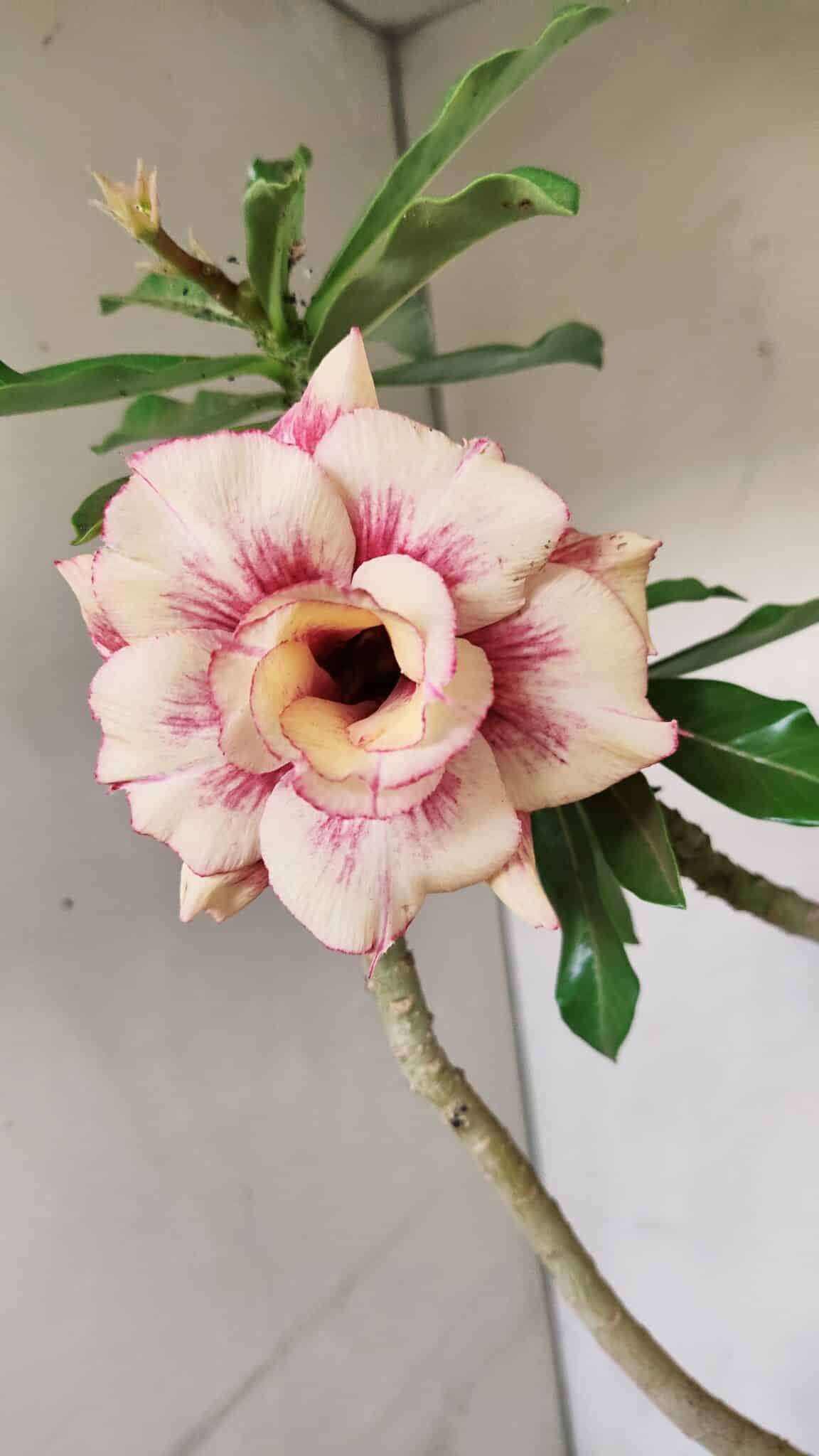 Planta Dobrada 3565 – 35cm – 03 anos - foto 4