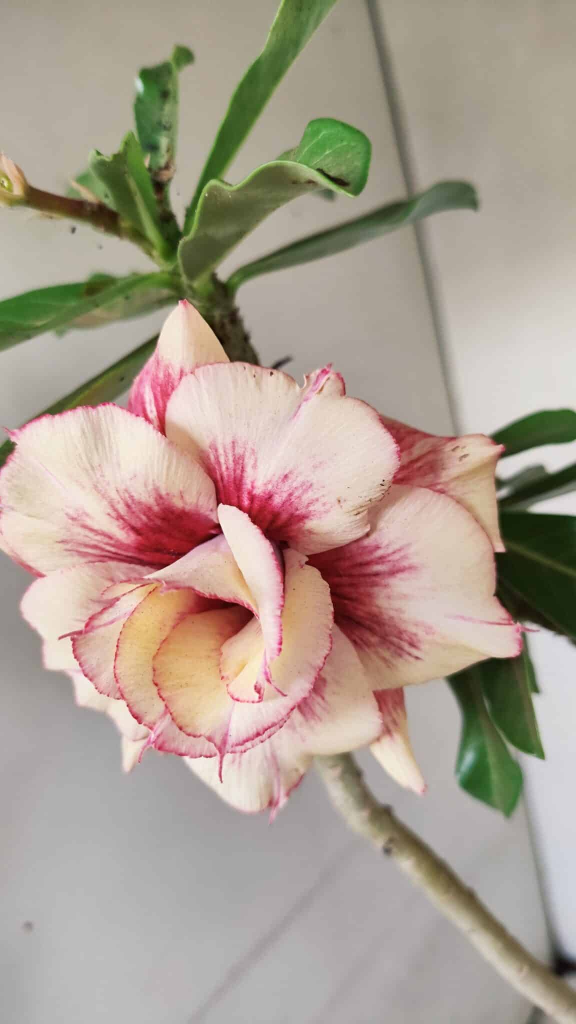 Planta Dobrada 3565 – 35cm – 03 anos - foto 5