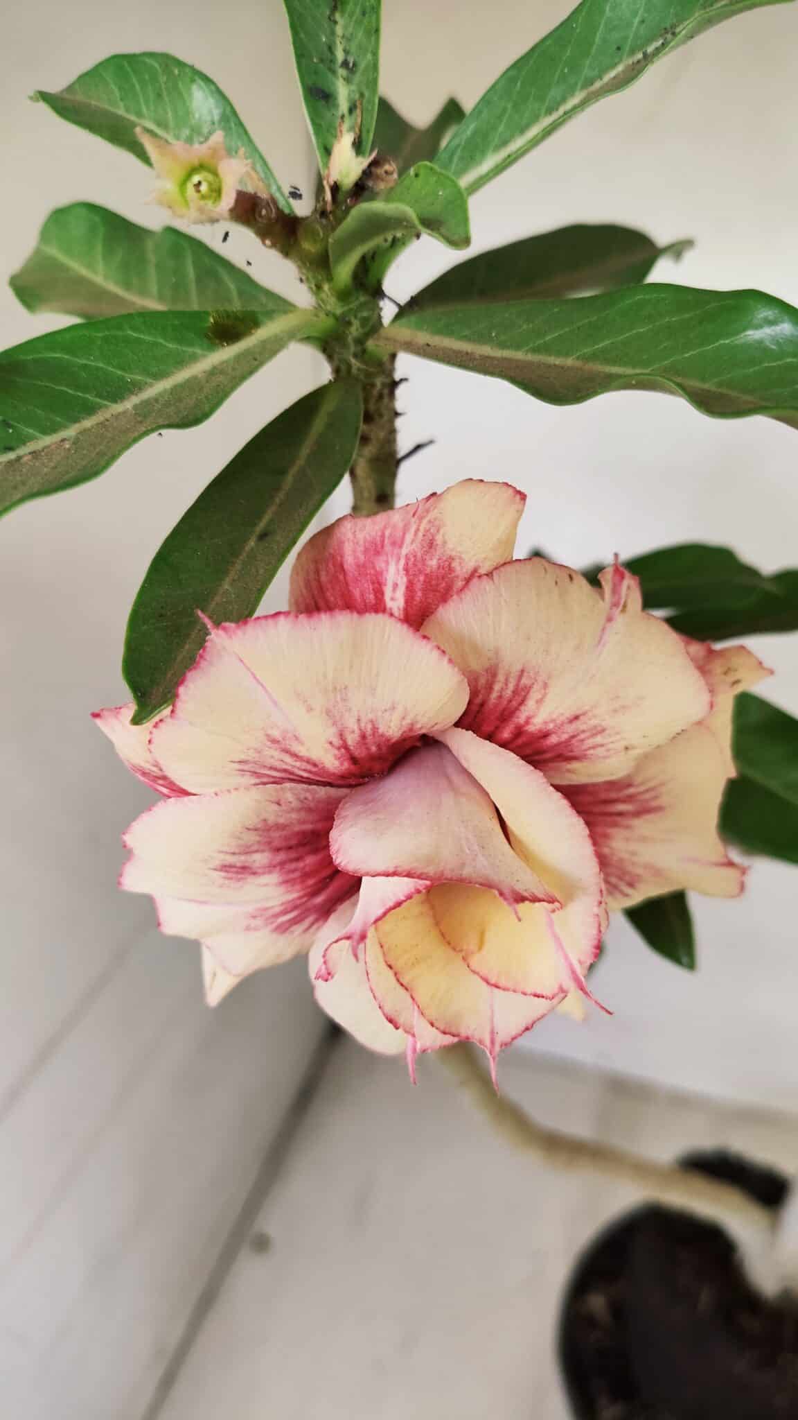 Planta Dobrada 3565 – 35cm – 03 anos - foto 3