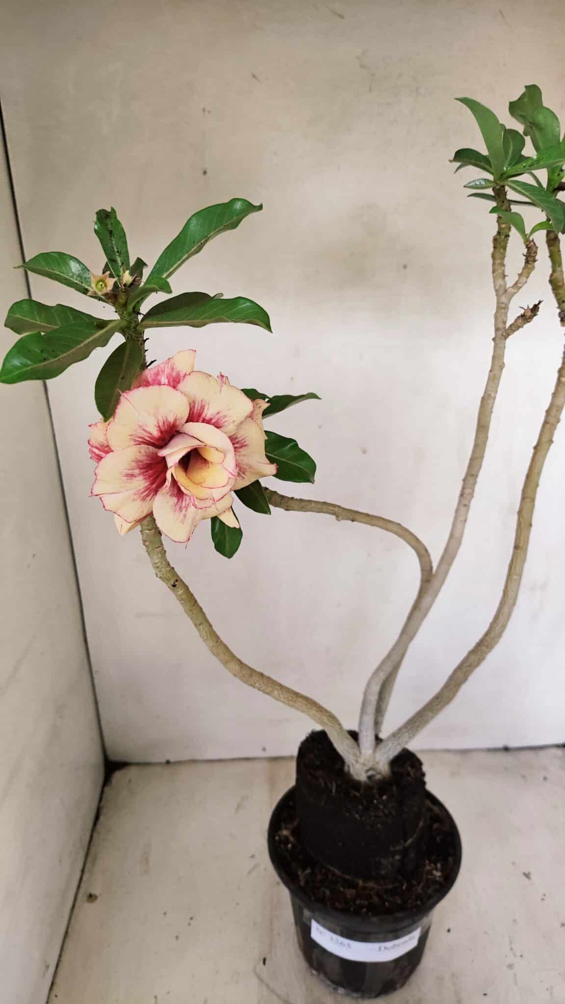 Planta Dobrada 3565 – 35cm – 03 anos - foto 7