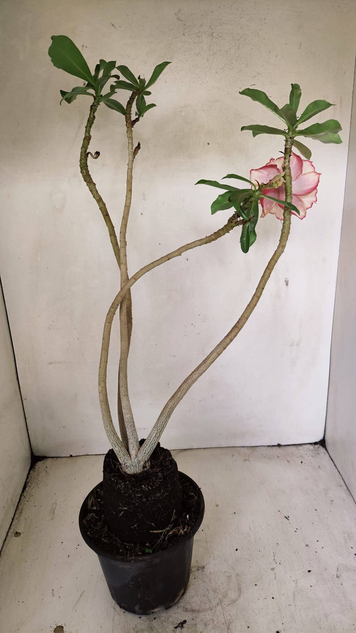 Planta Dobrada 3565 – 35cm – 03 anos - foto 6
